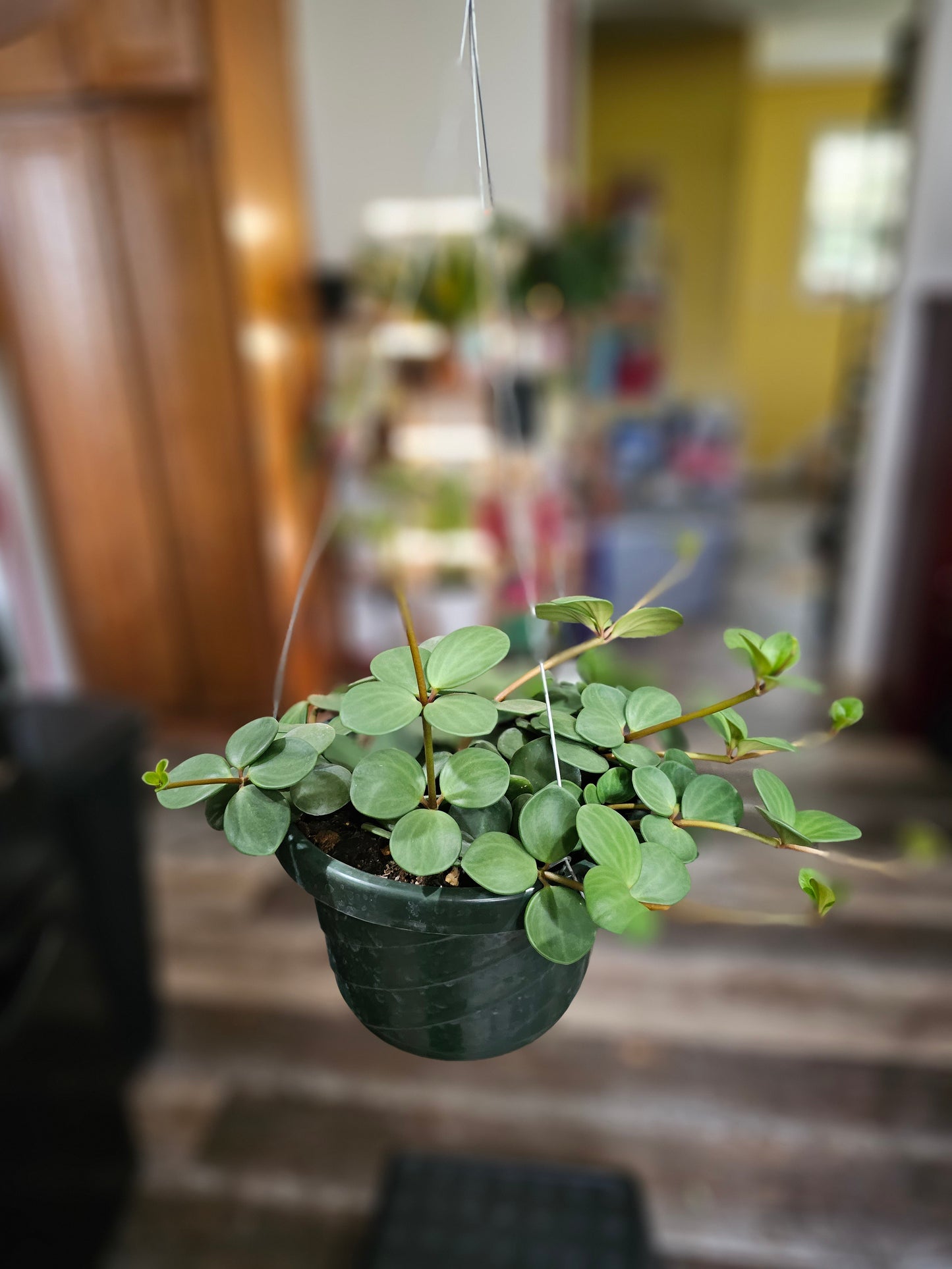 Peperomia Hope