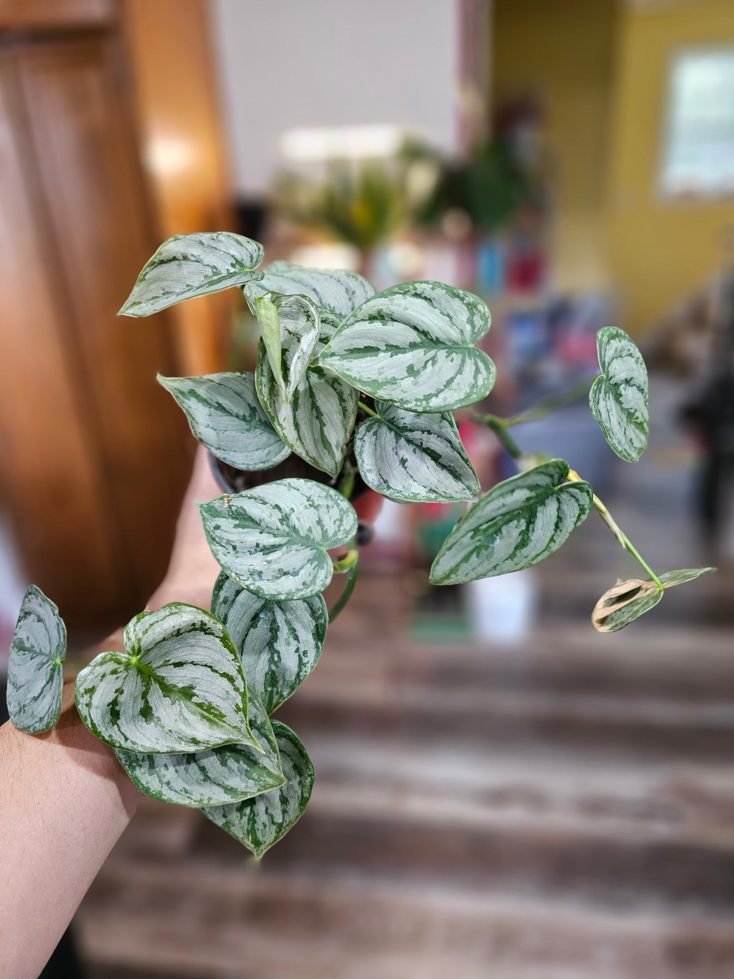 Philodendron Brandtianum