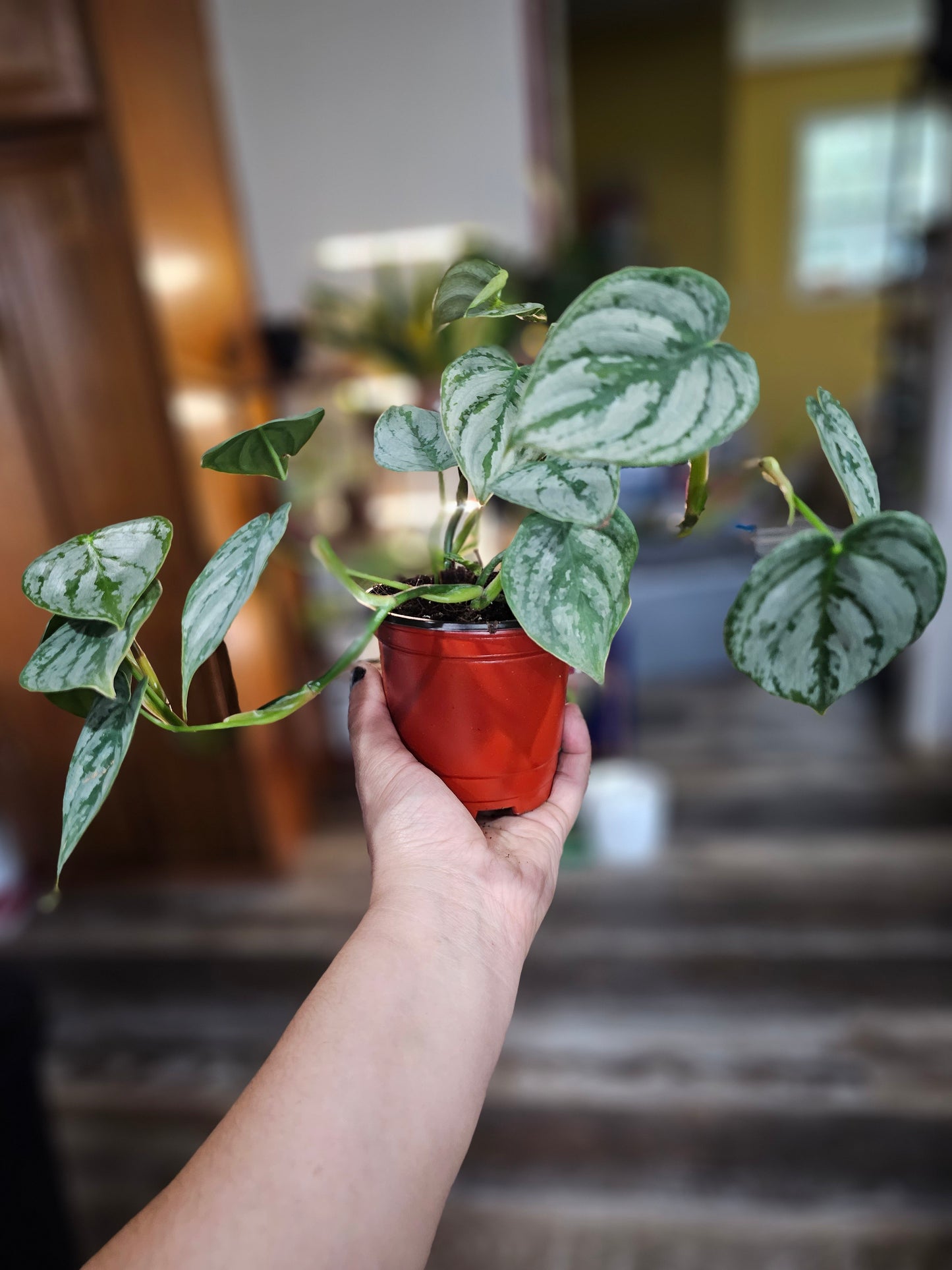 Philodendron Brandtianum