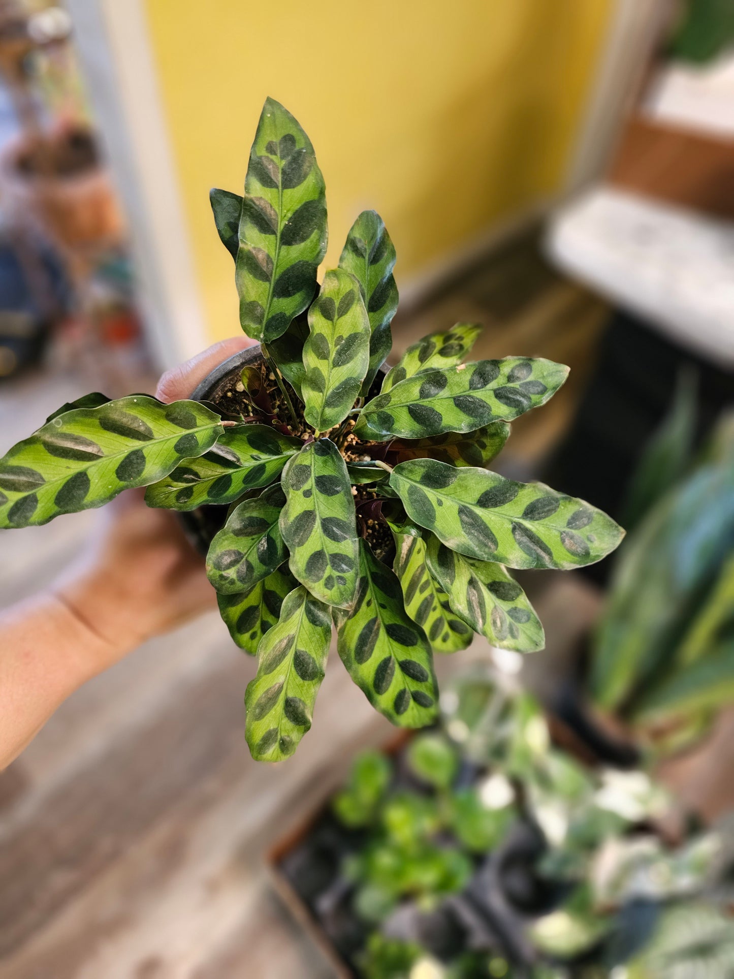 Rattlesnake Calathea