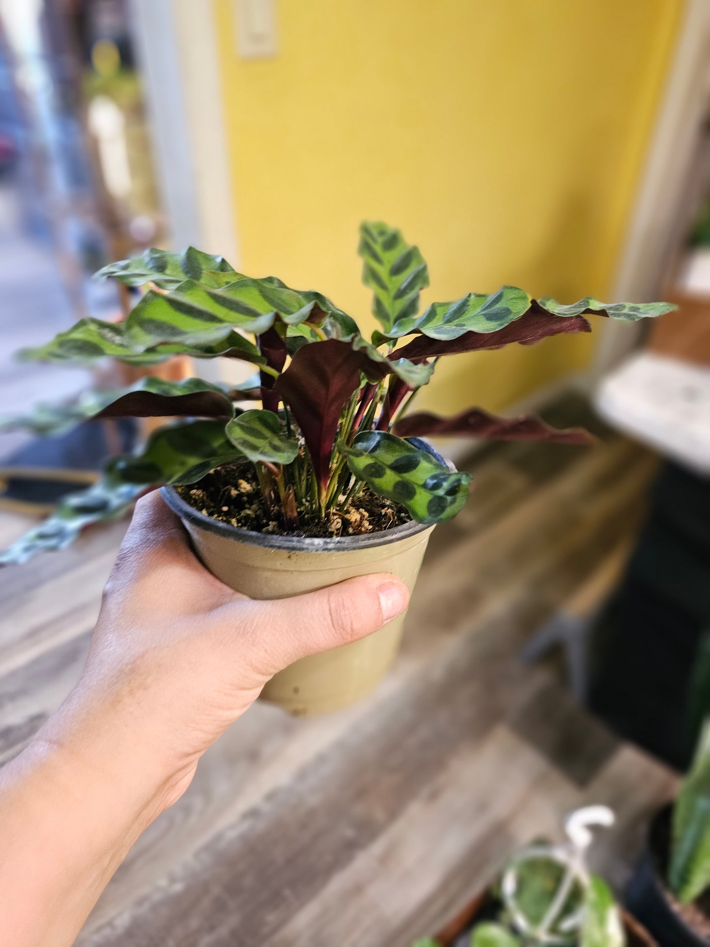 Rattlesnake Calathea