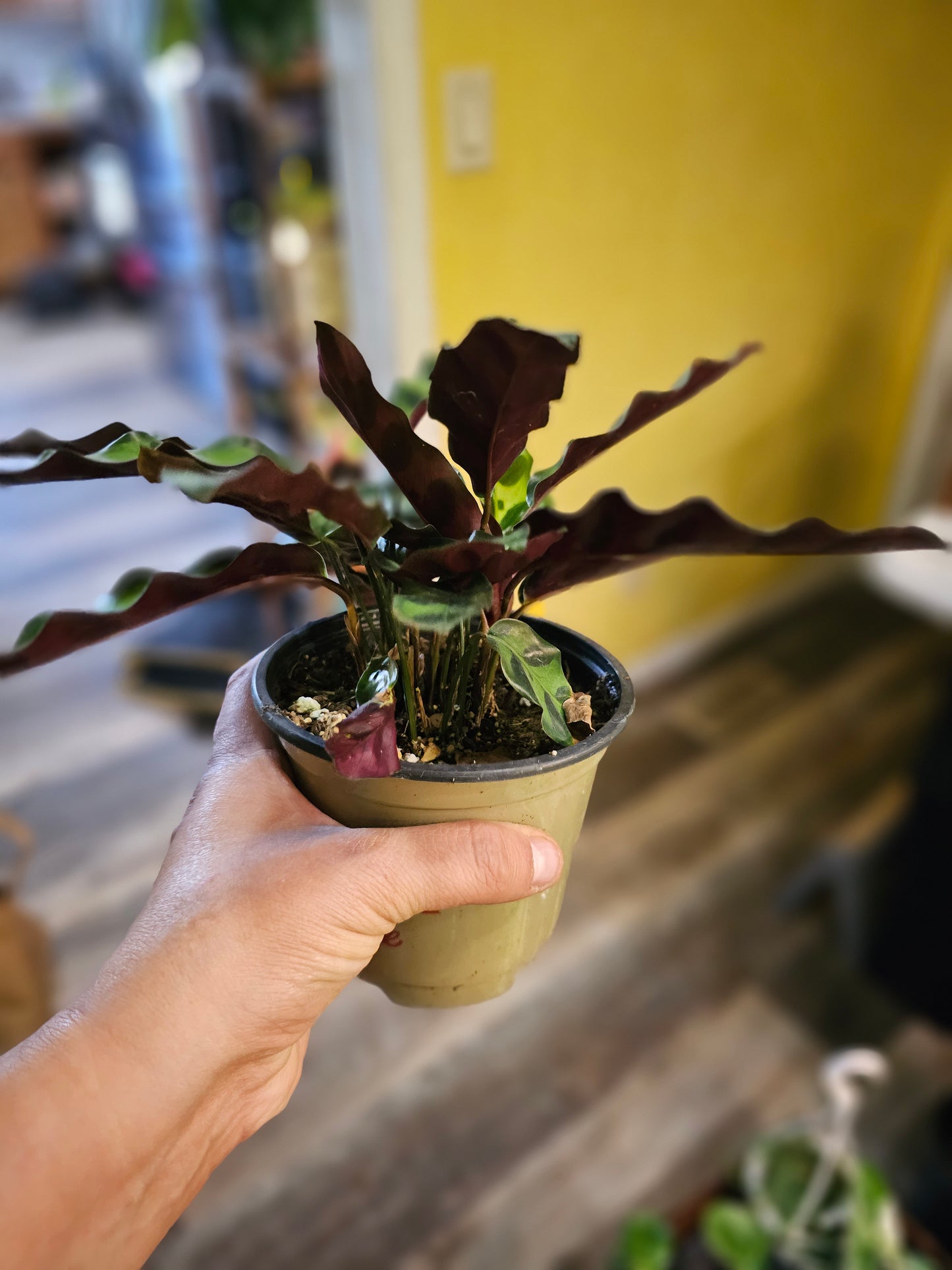 Rattlesnake Calathea