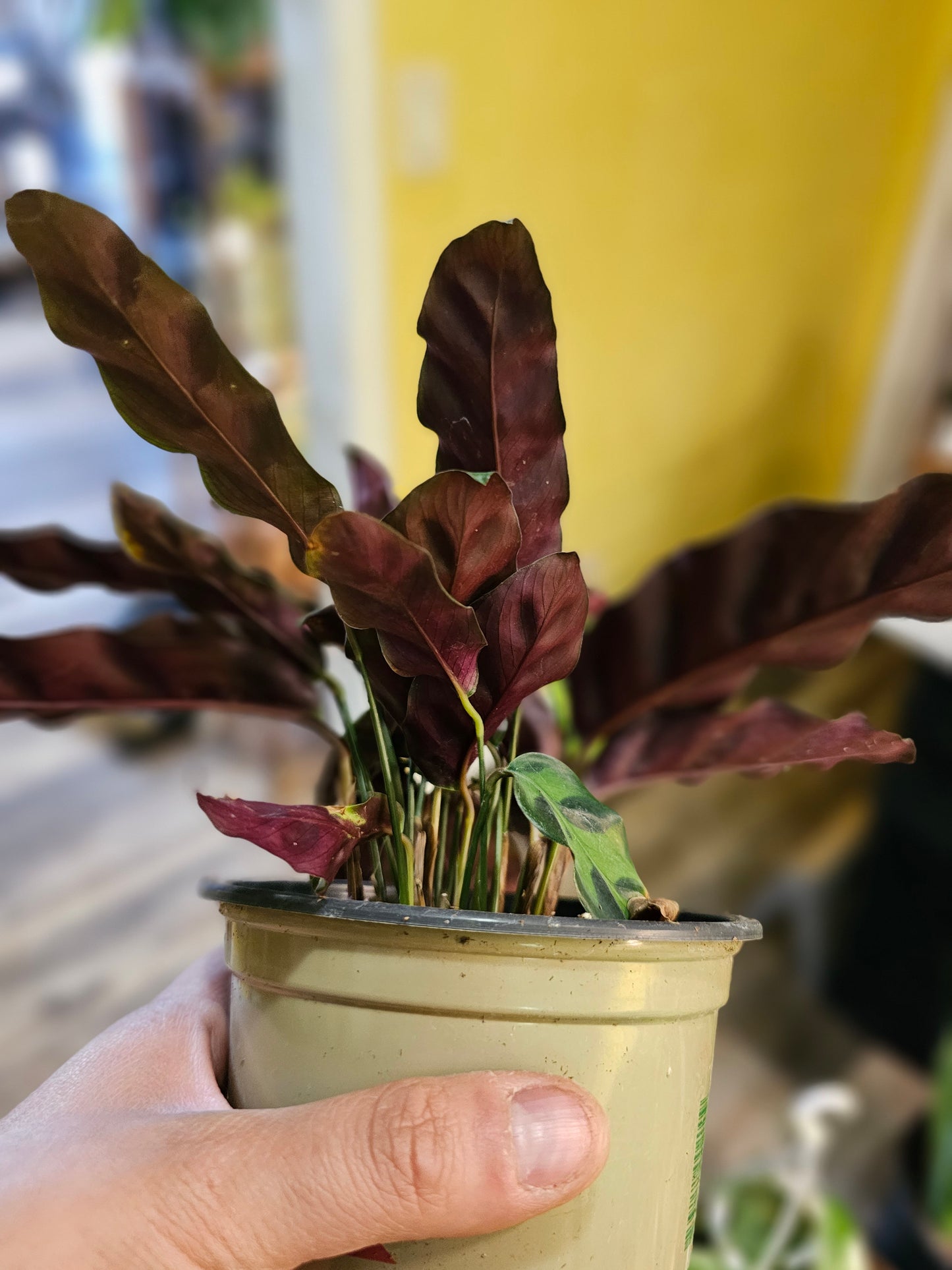 Rattlesnake Calathea