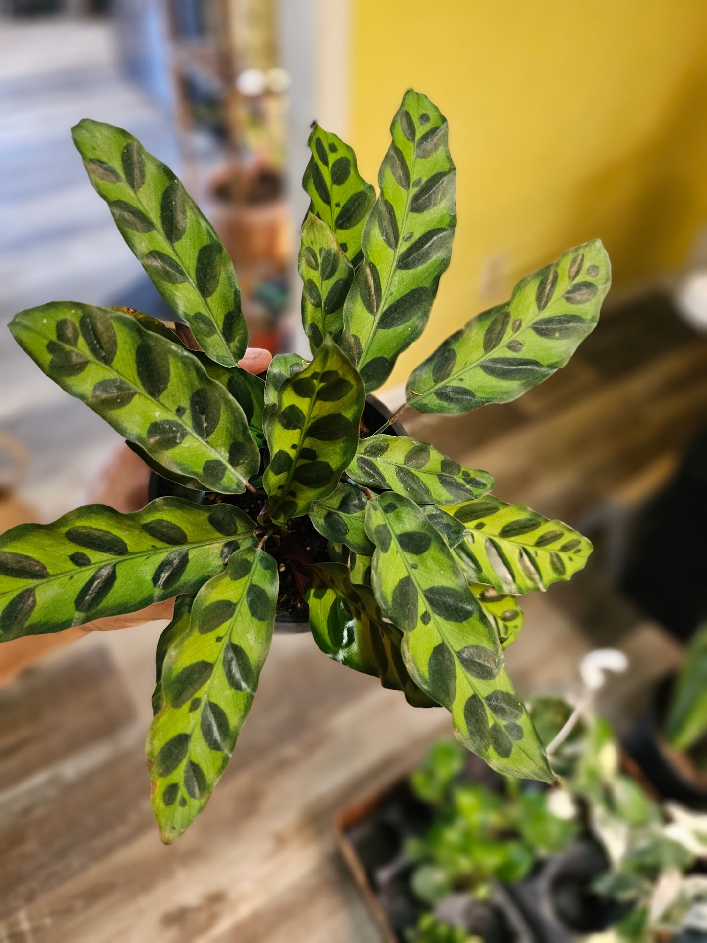 Rattlesnake Calathea