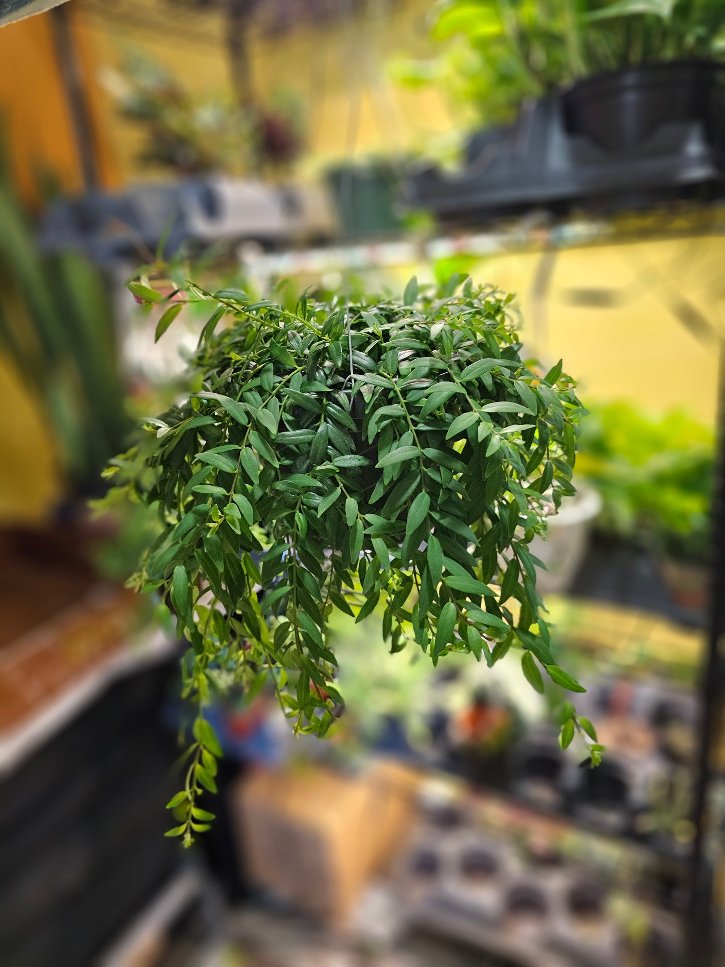 Lipstick Plant, Aeschynanthus Japhrolepis