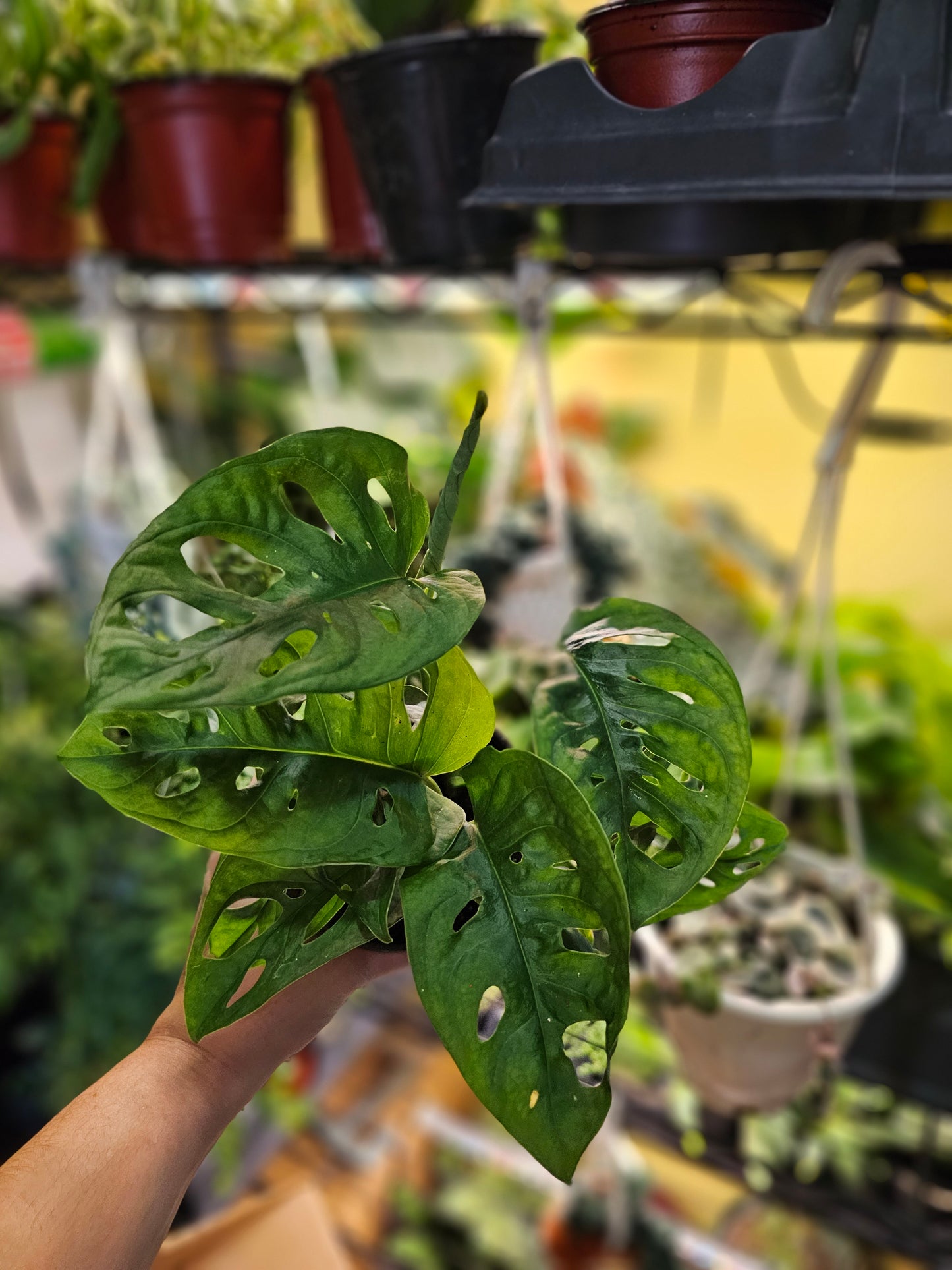 Monstera Adansonii, Swiss Cheese