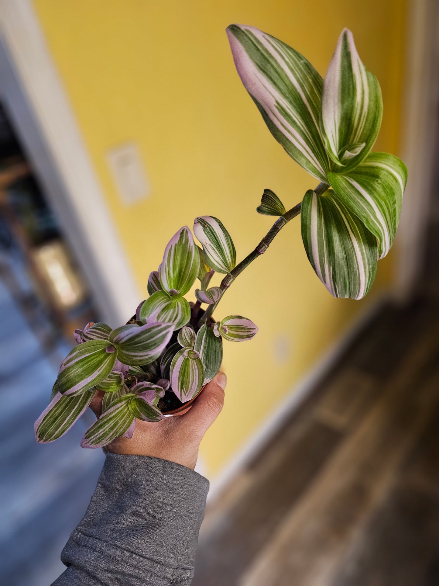 Tradescantia Nanouk