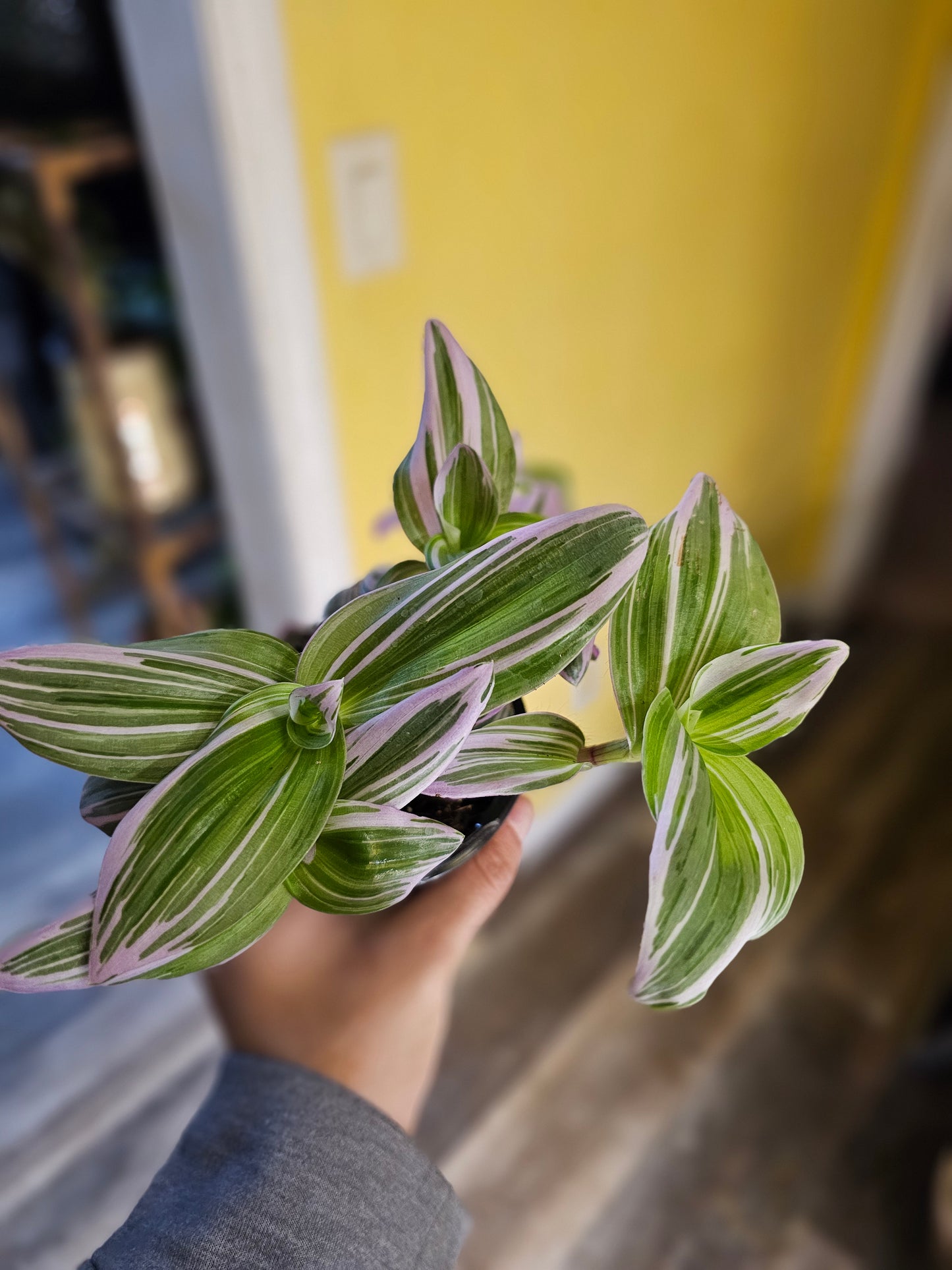 Tradescantia Nanouk