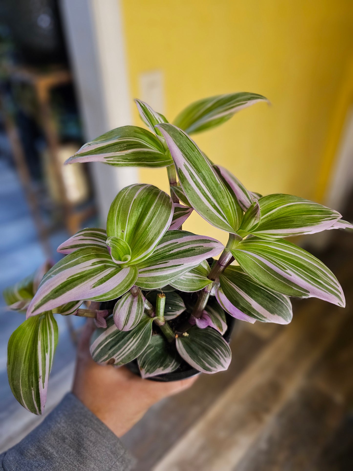 Tradescantia Nanouk