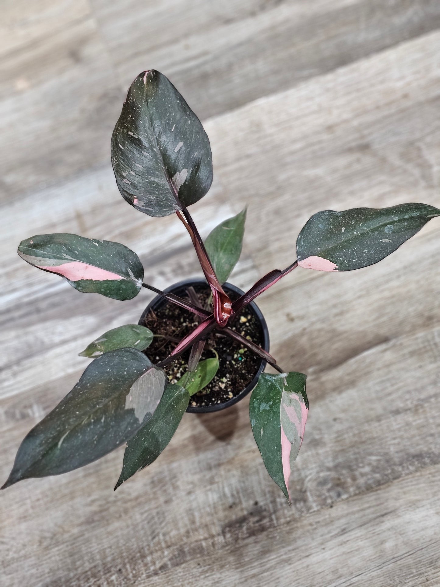 Pink Princess Philodendron