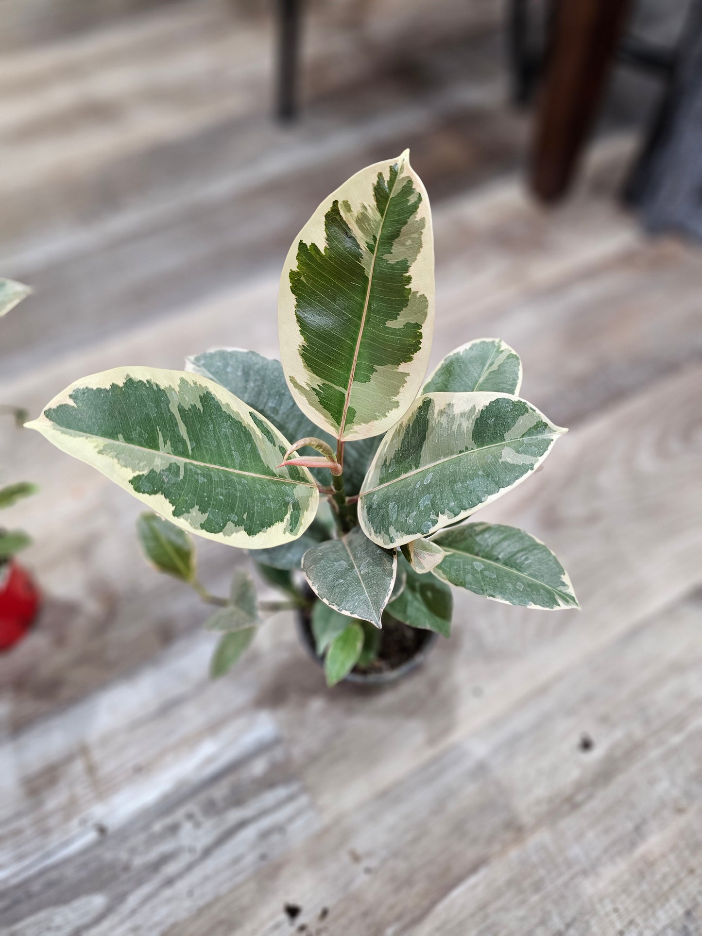 Tineke Rubber Plant