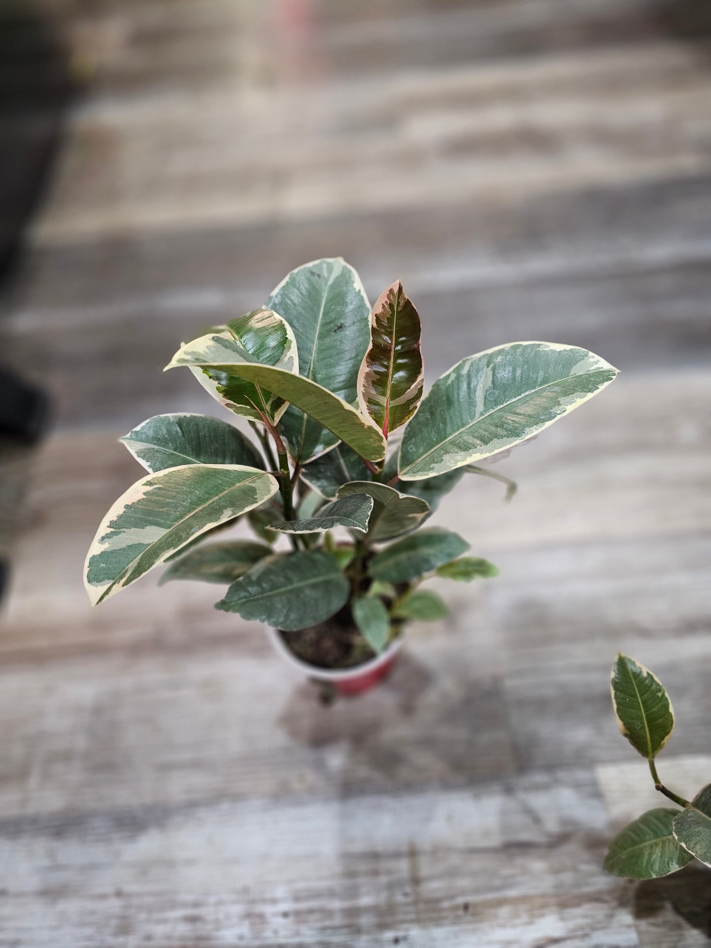 Tineke Rubber Plant