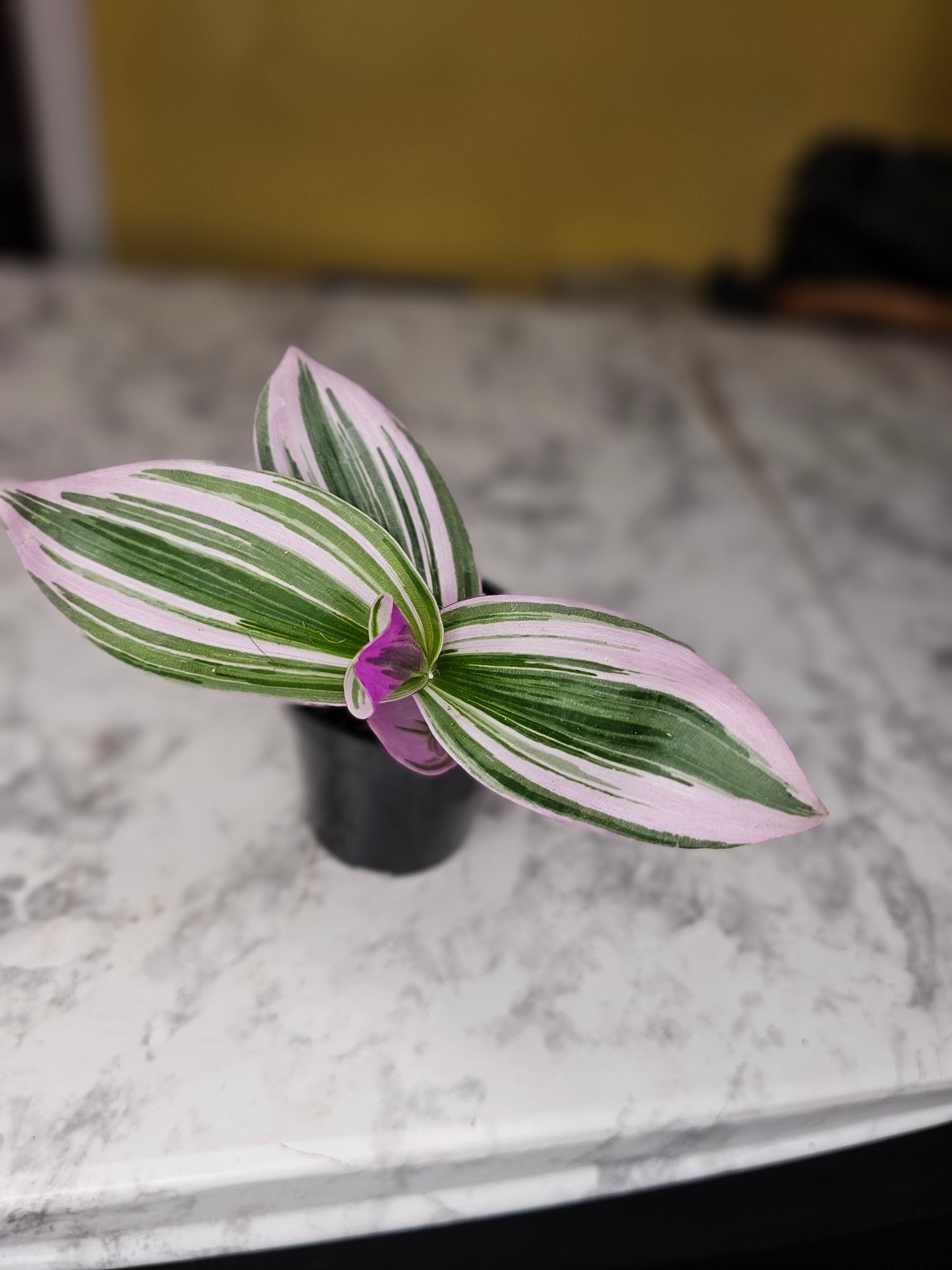 Tradescantia Nanouk