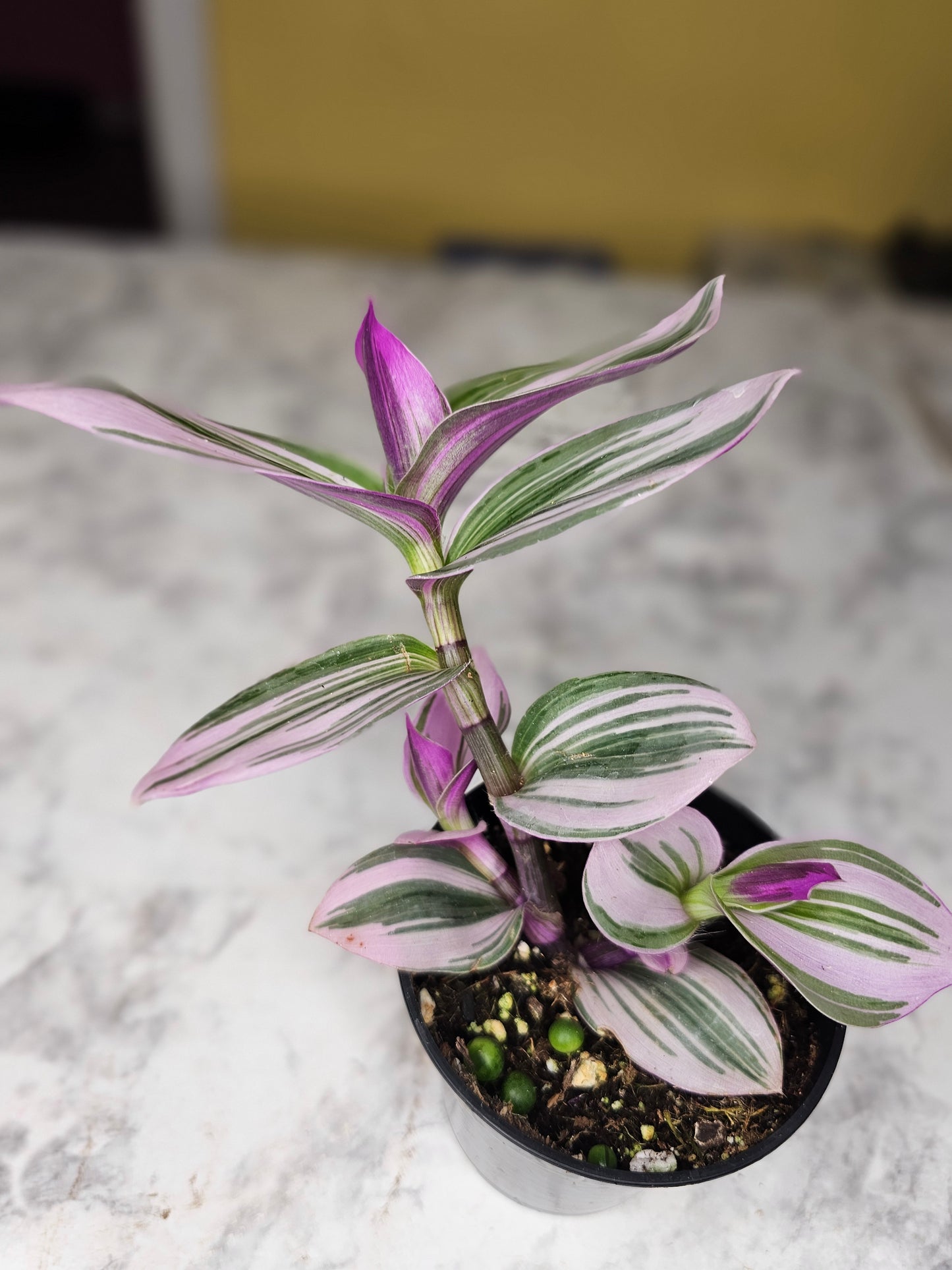 Tradescantia Nanouk