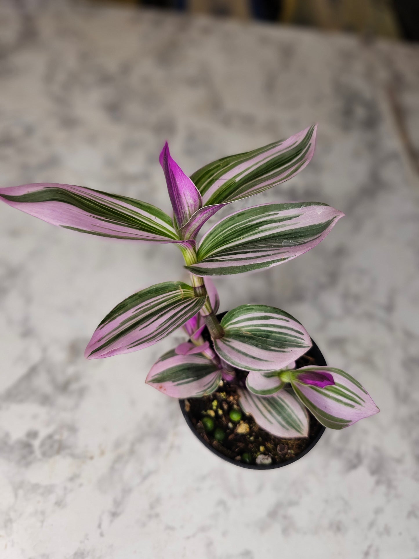 Tradescantia Nanouk