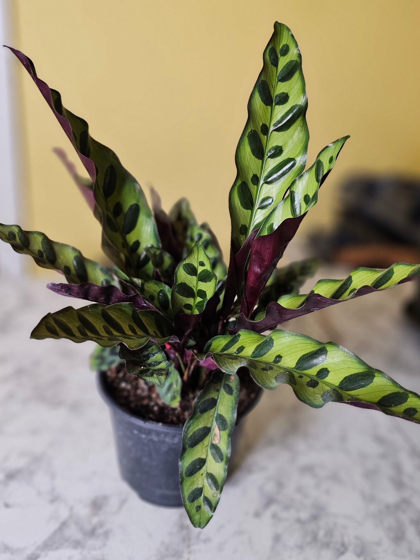 Rattlesnake Calathea