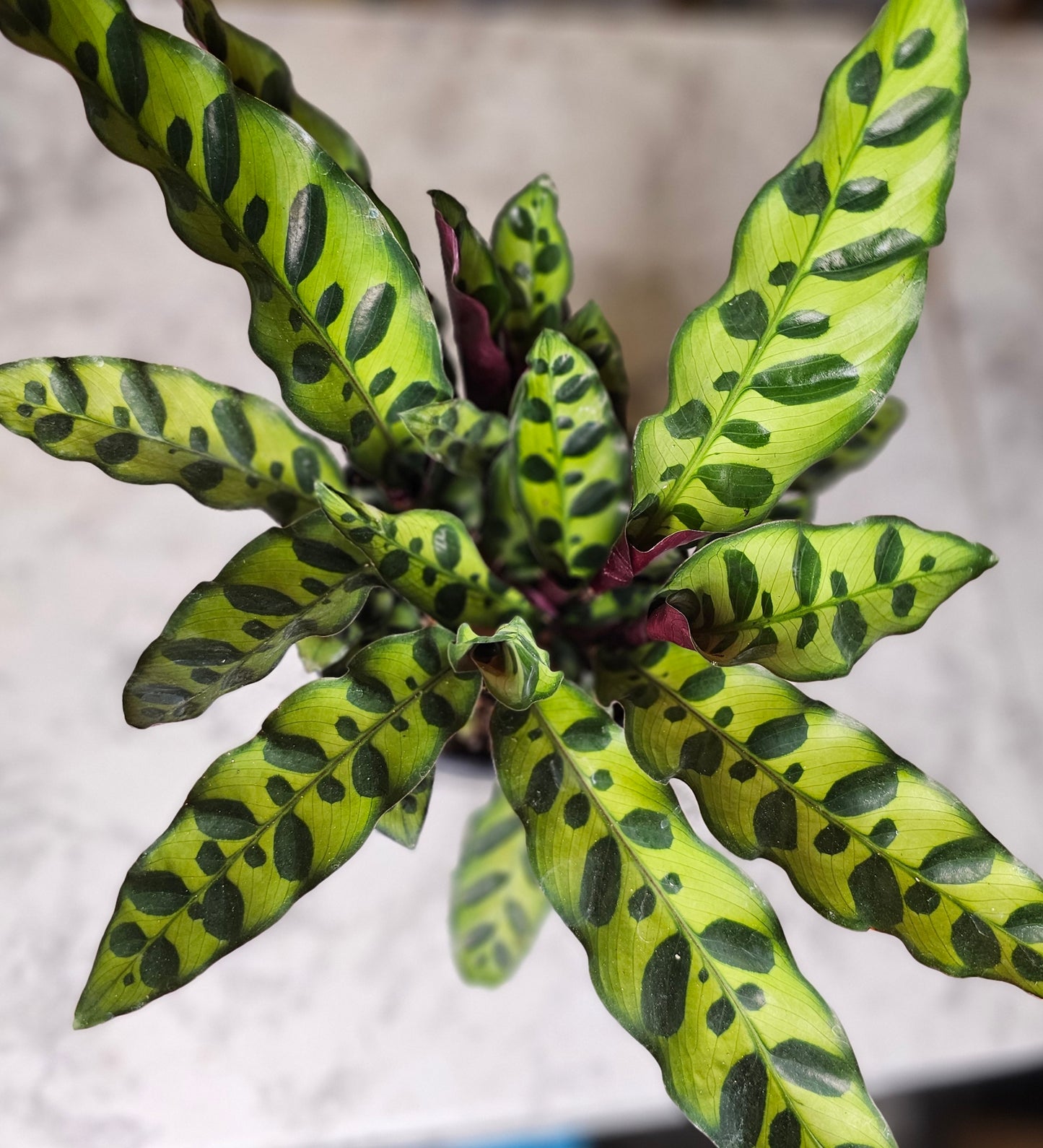 Rattlesnake Calathea