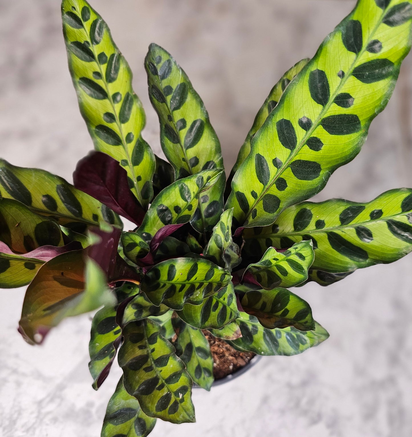 Rattlesnake Calathea