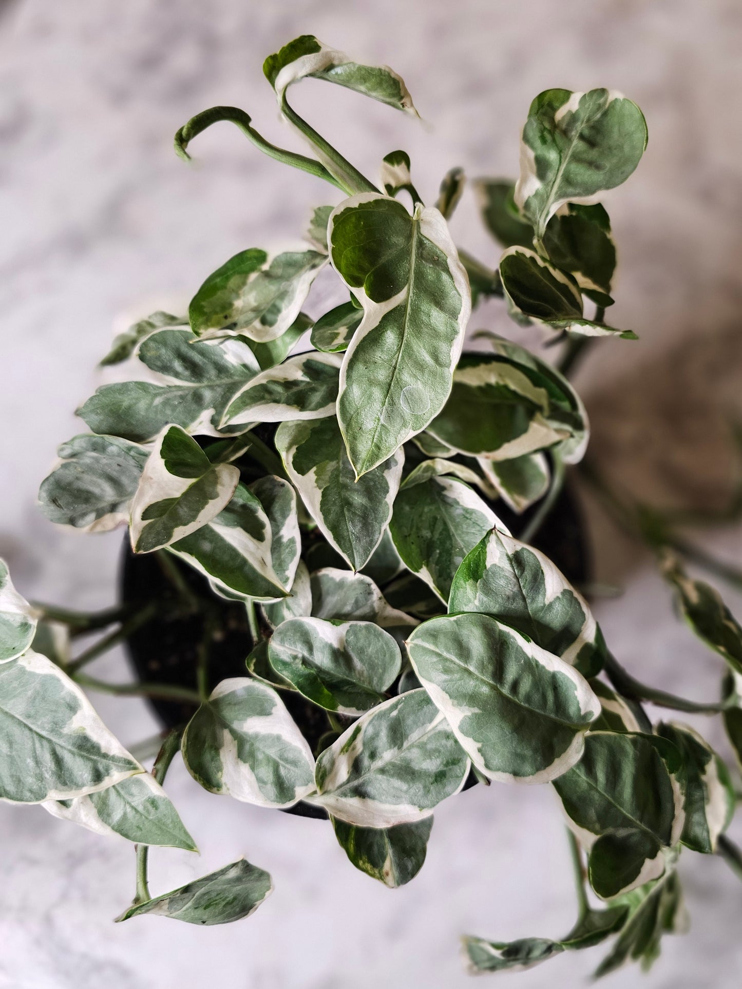 Pearls and Jade Pothos -