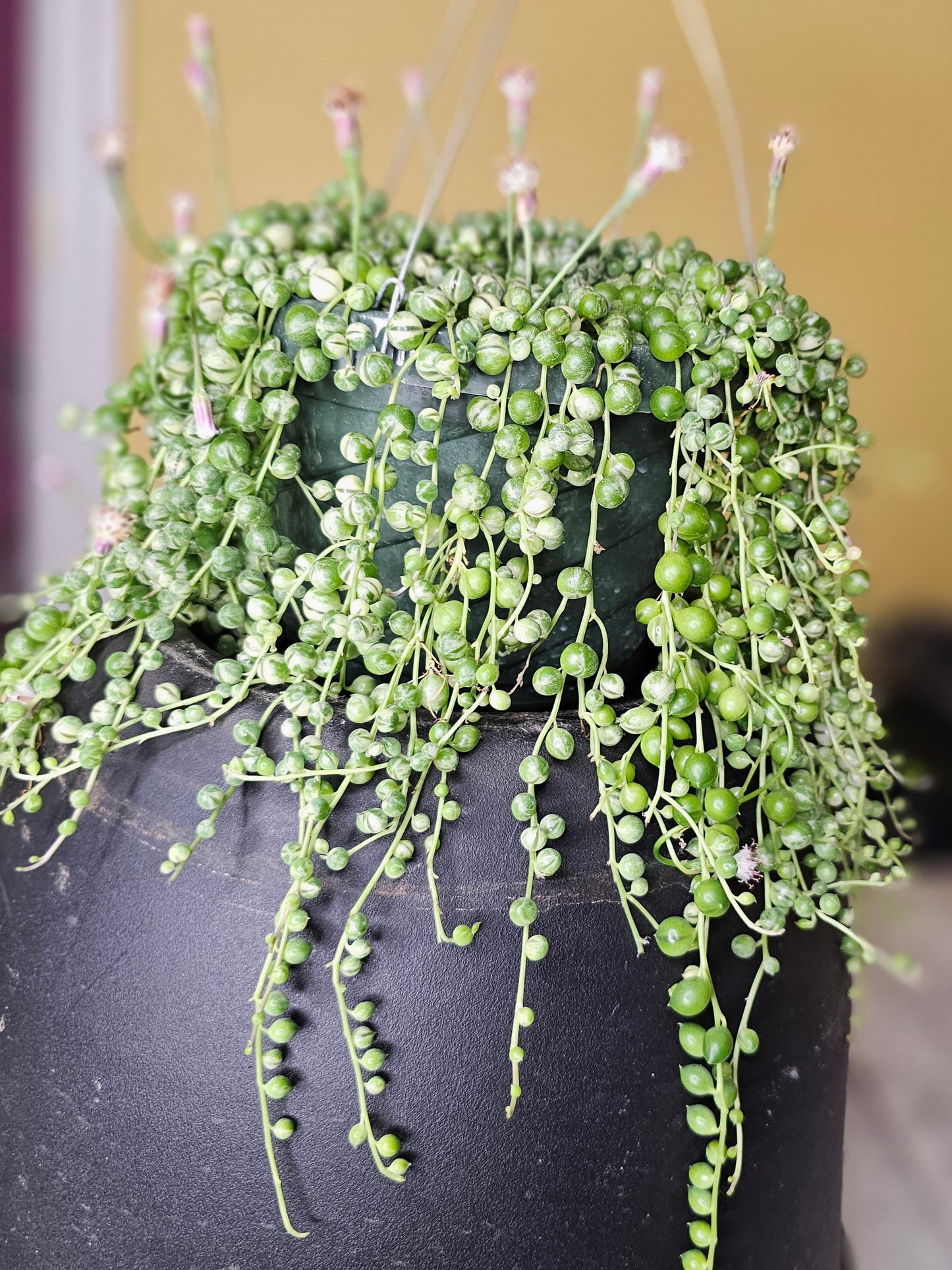 Variegated String Of Pearls