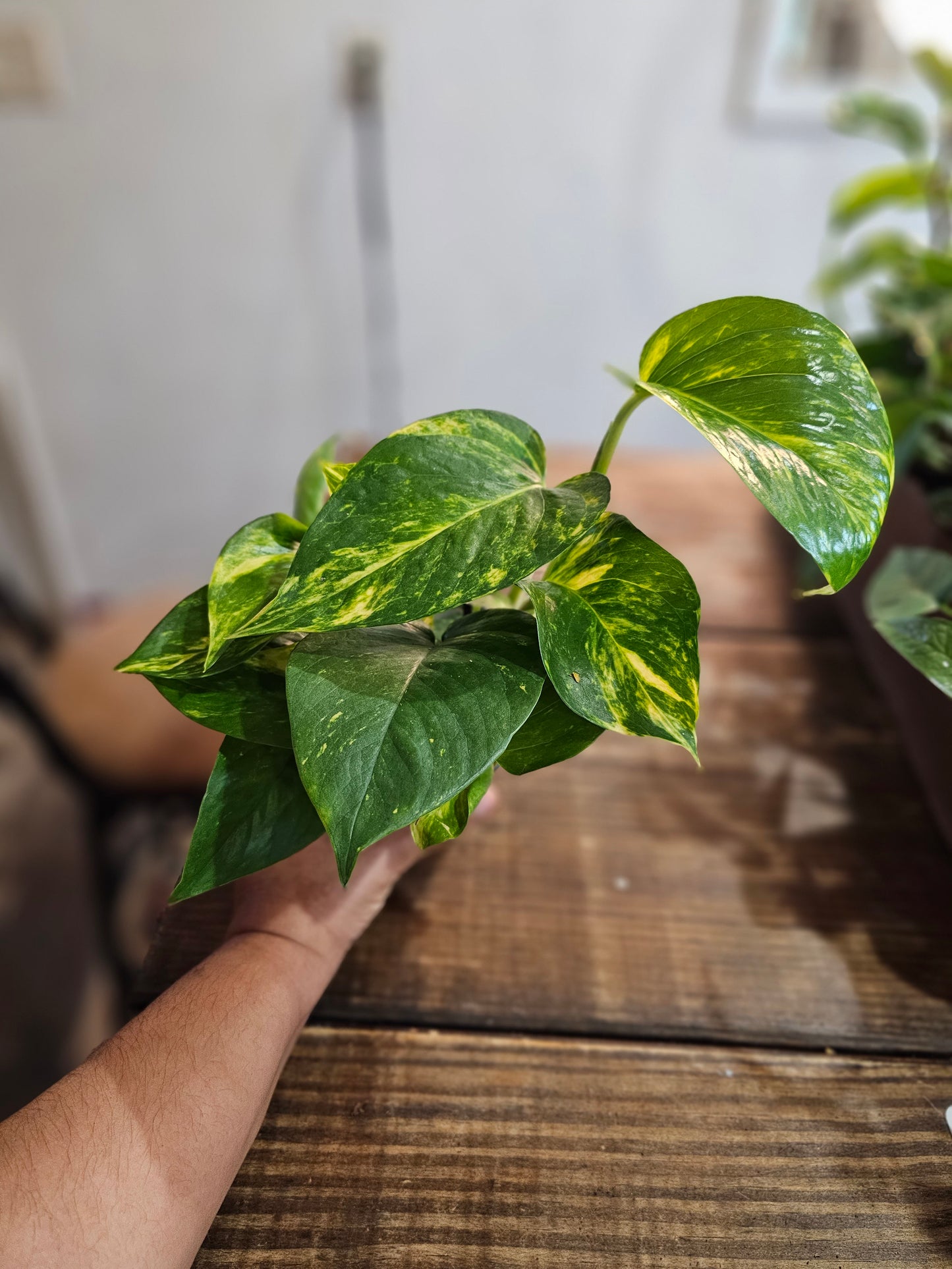 Golden Pothos- Beginner Friendly