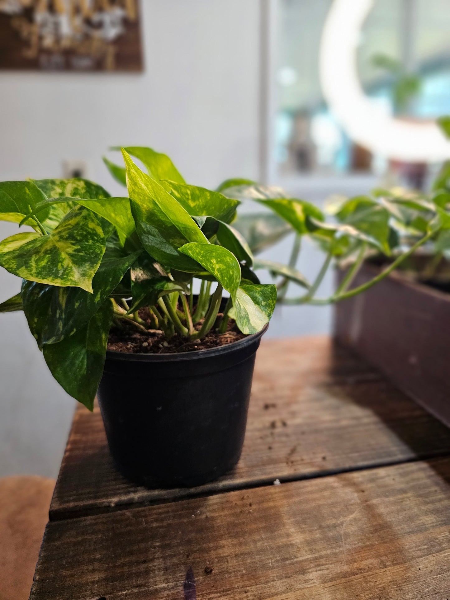 Golden Pothos- Beginner Friendly