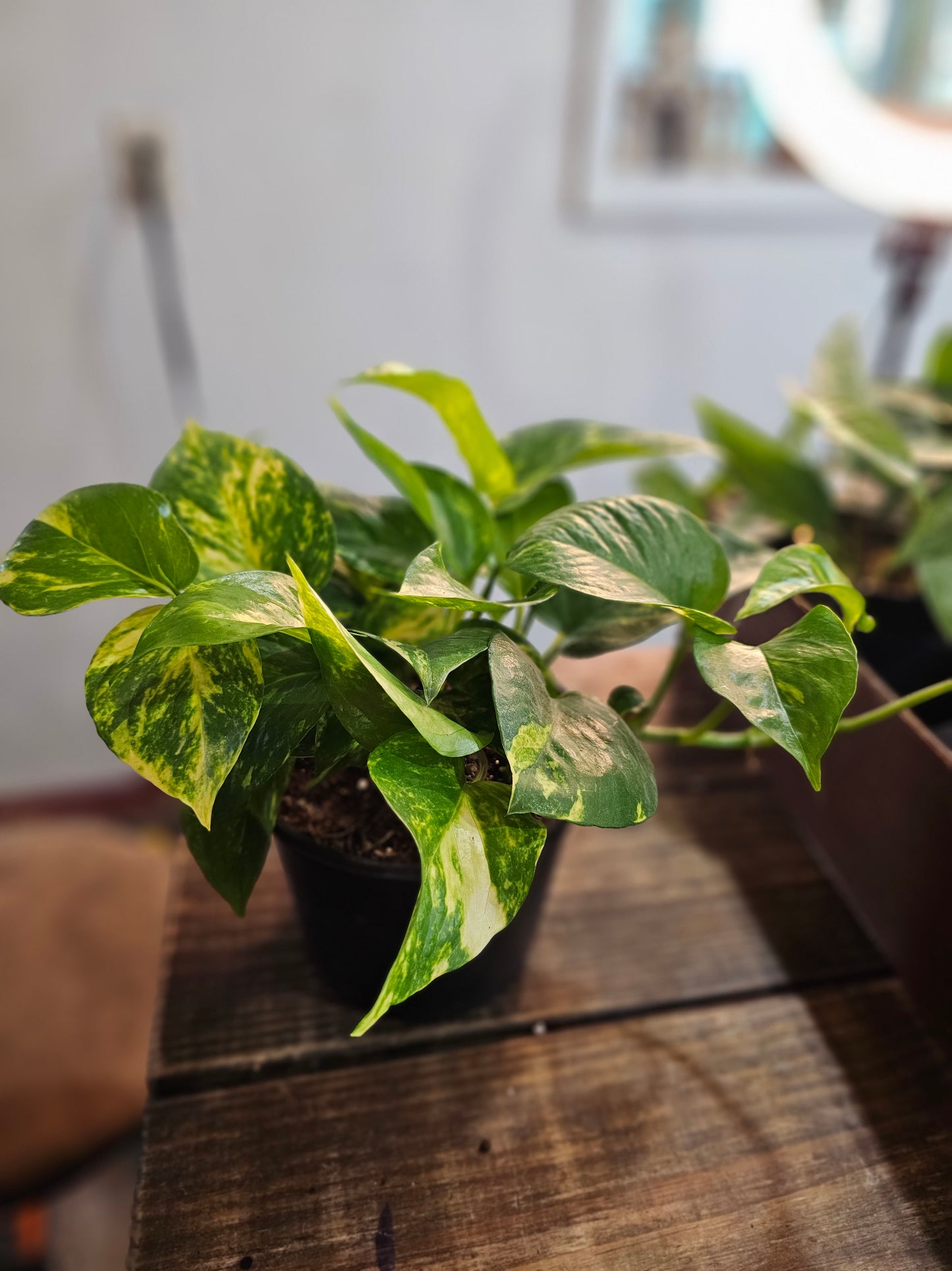 Golden Pothos- Beginner Friendly