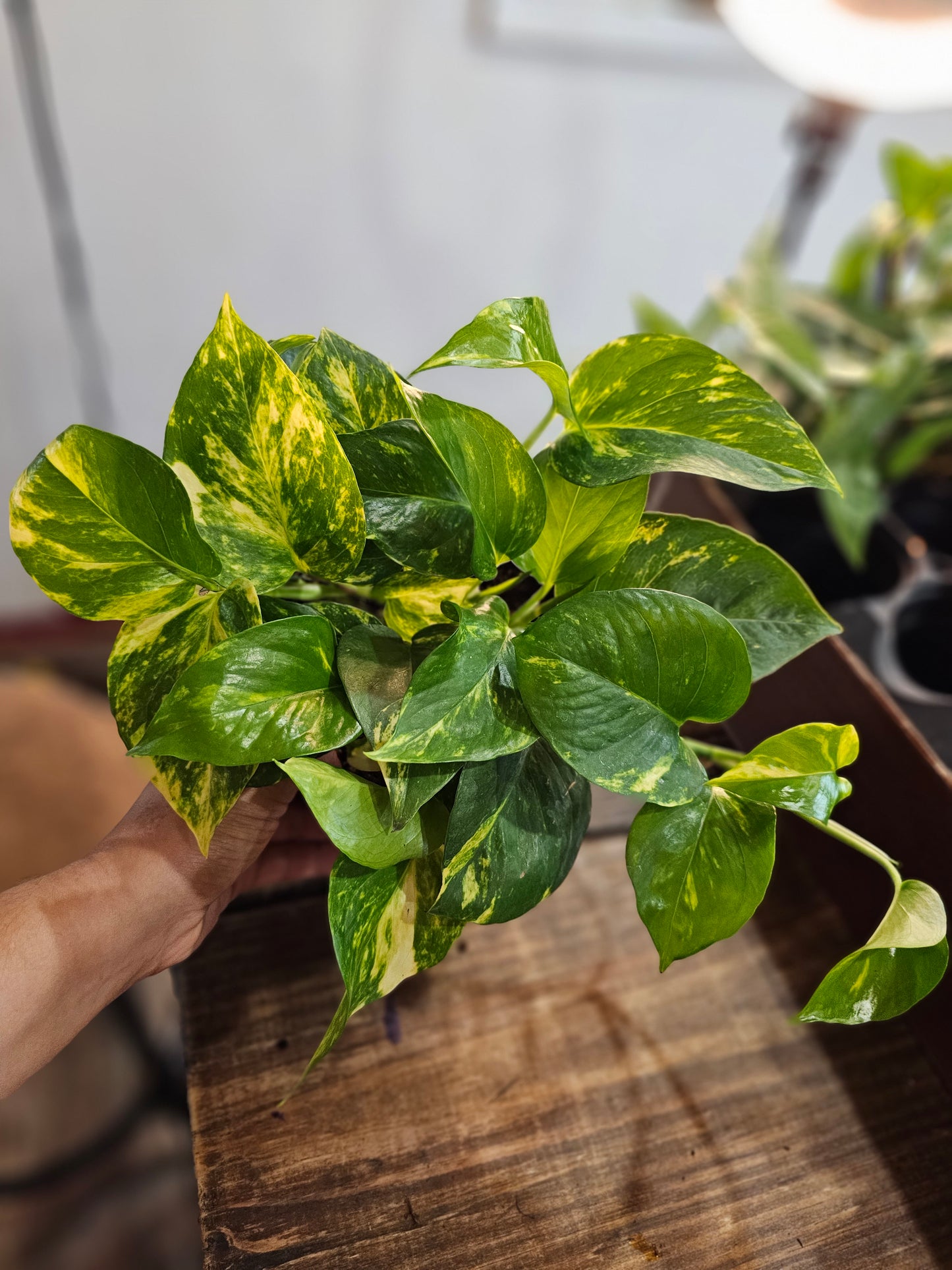 Golden Pothos- Beginner Friendly