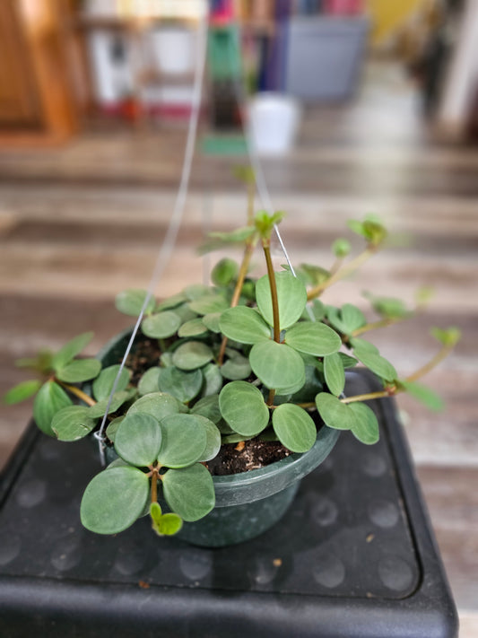 Peperomia Hope