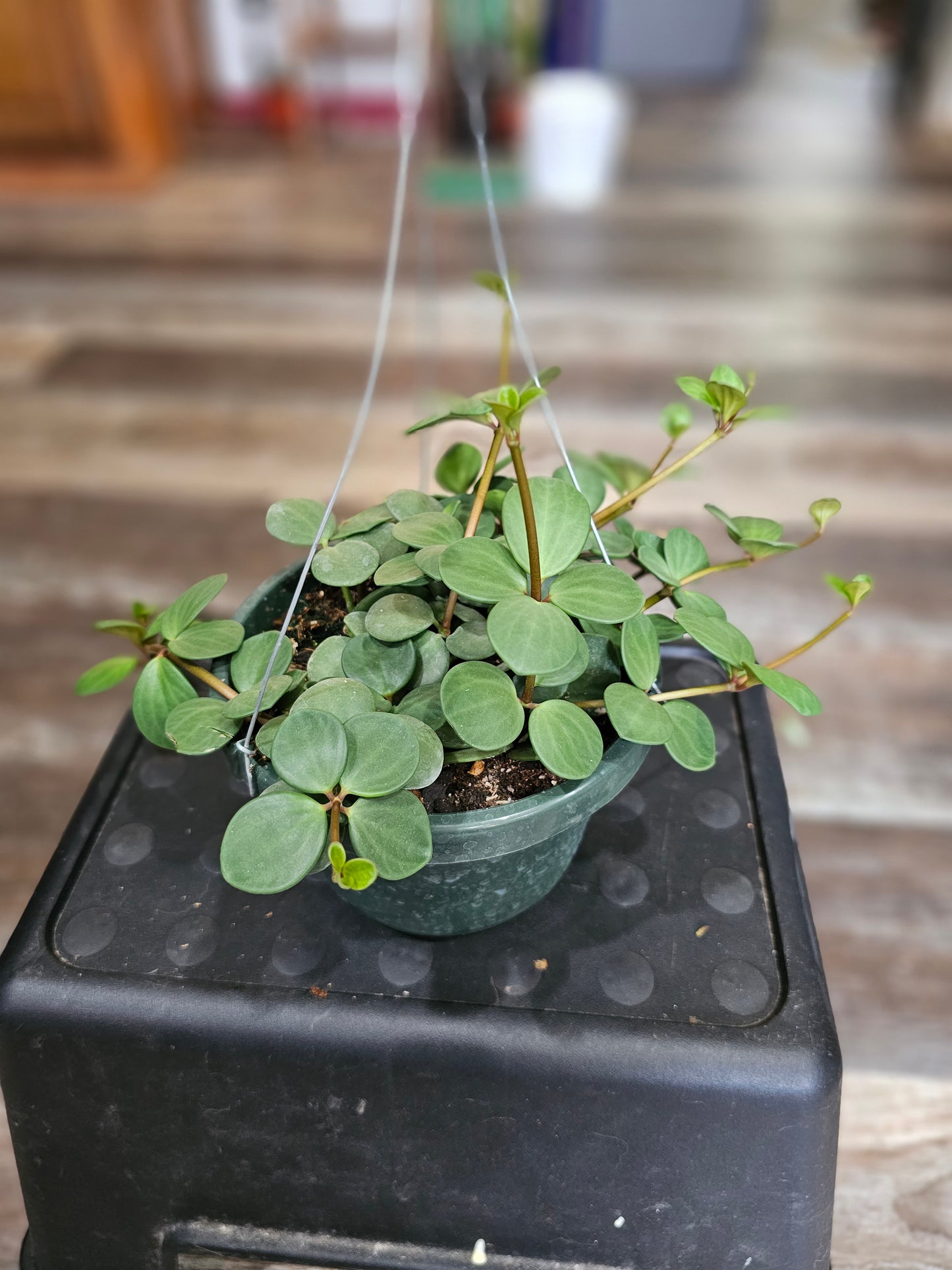 Peperomia Hope