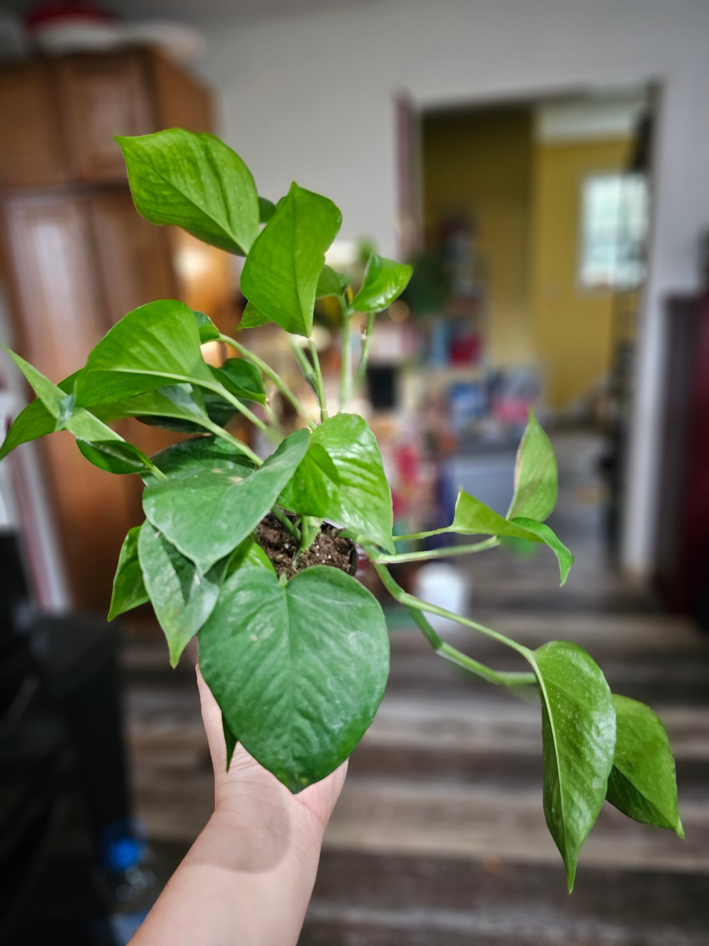 Jade Pothos- Beginner