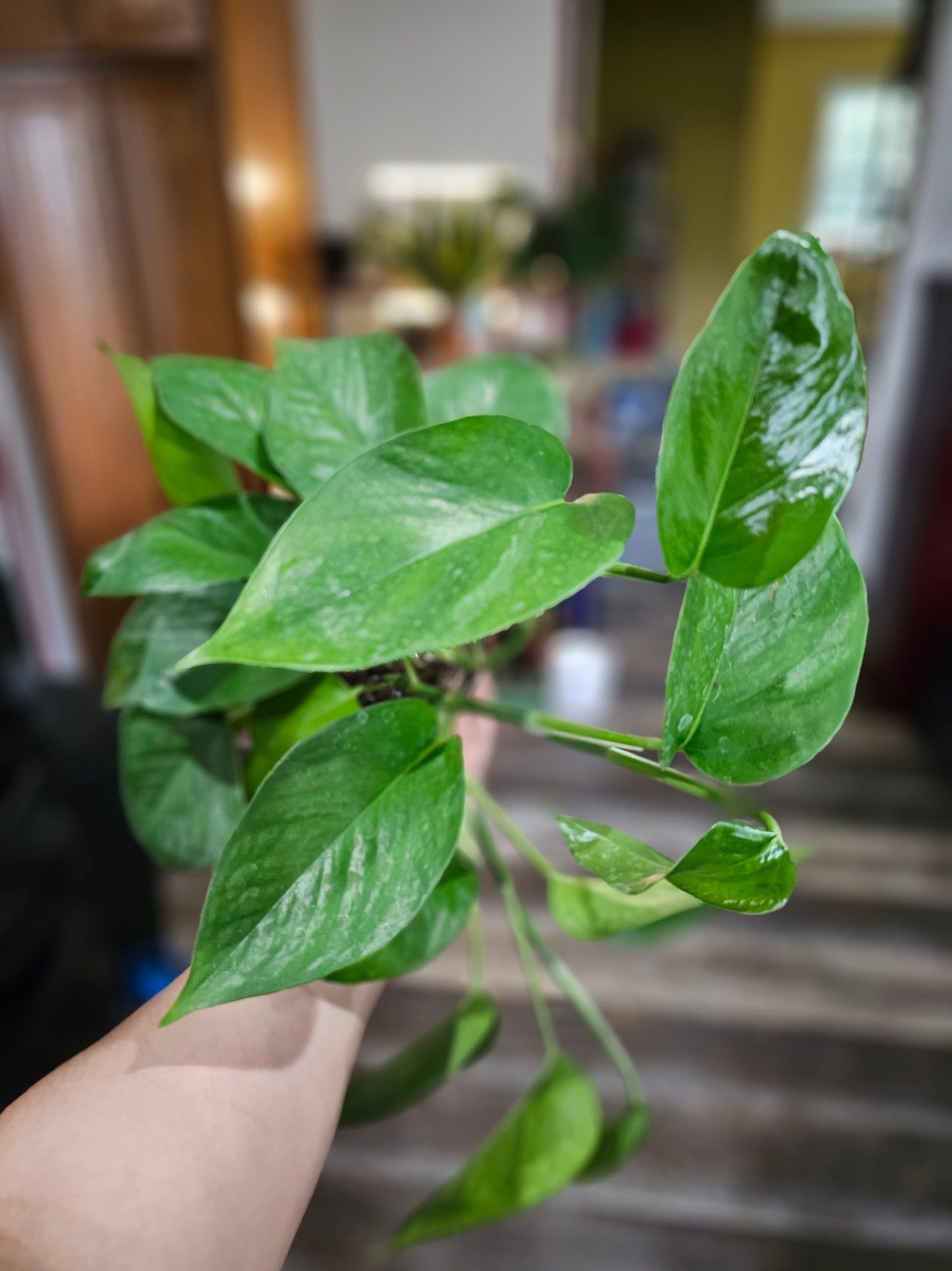 Jade Pothos- Beginner