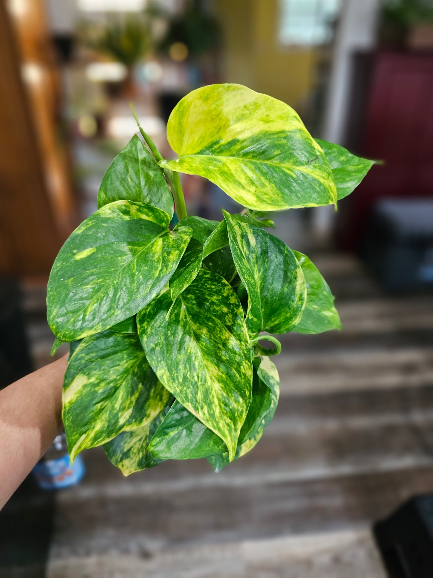 Golden Pothos- Beginner Friendly