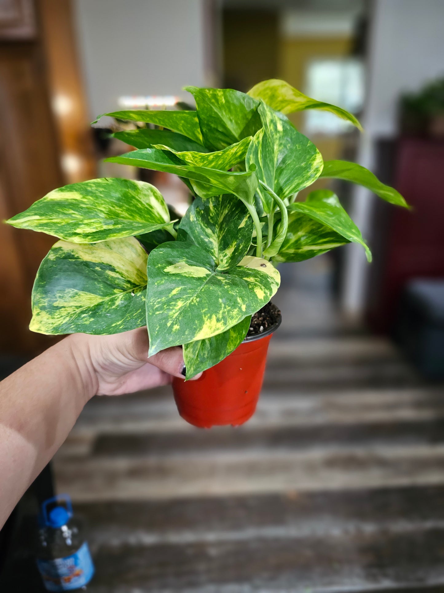 Golden Pothos- Beginner Friendly