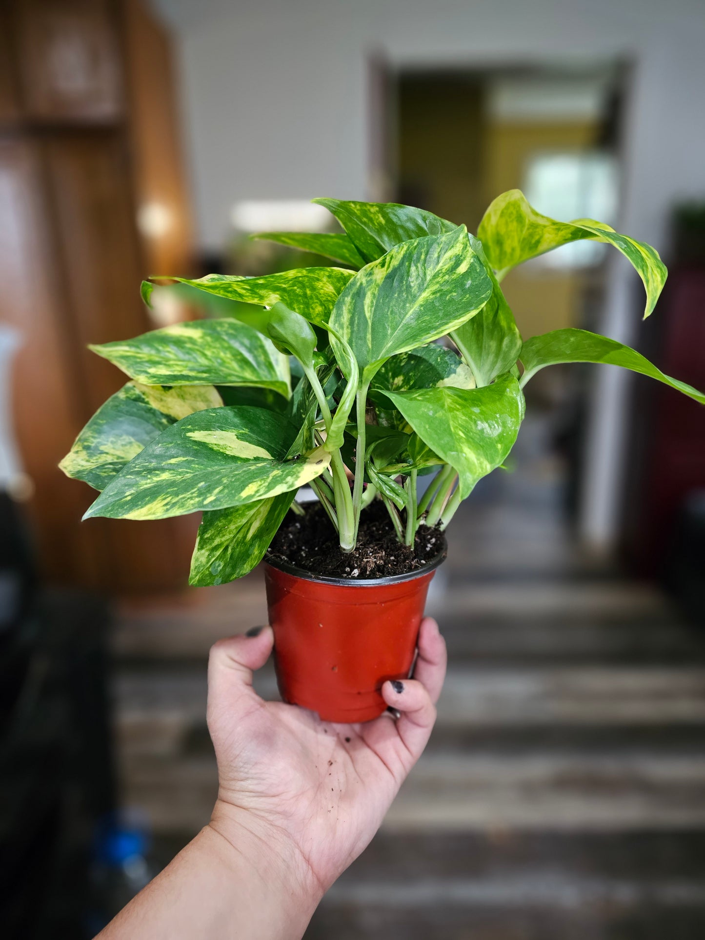 Golden Pothos- Beginner Friendly