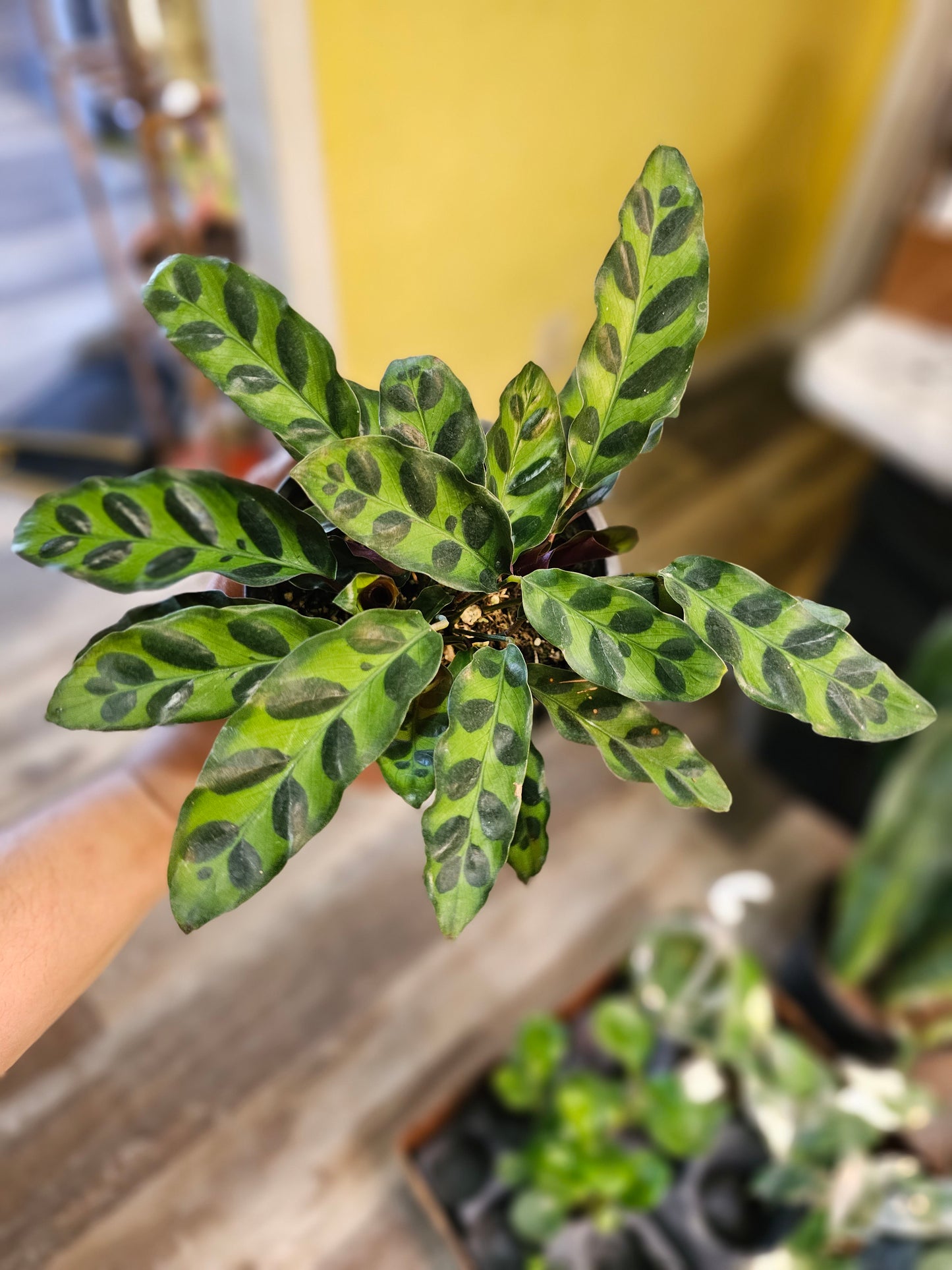 Rattlesnake Calathea