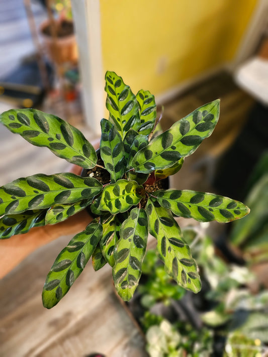 Rattlesnake Calathea