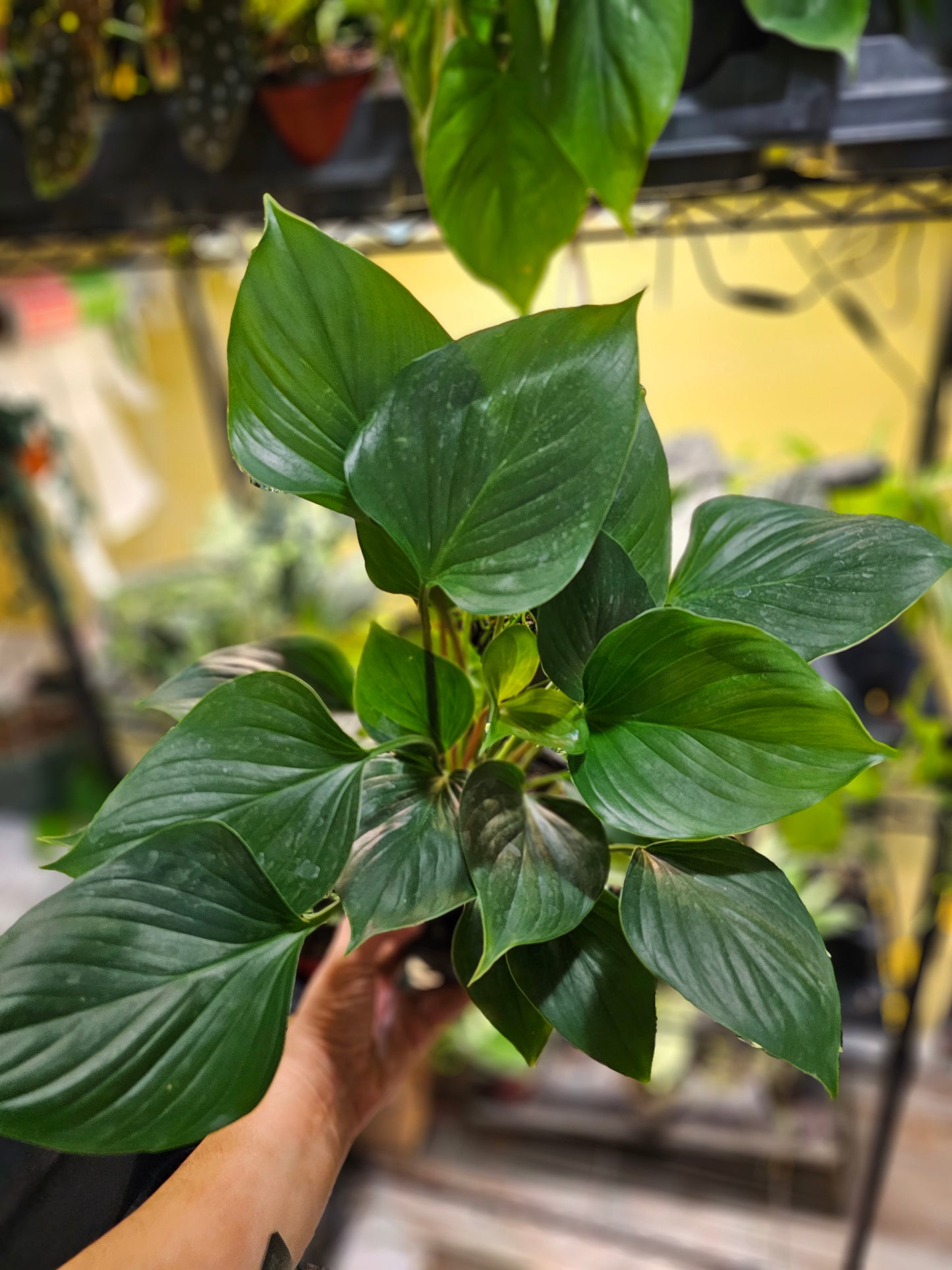 Homalomena emerald gem