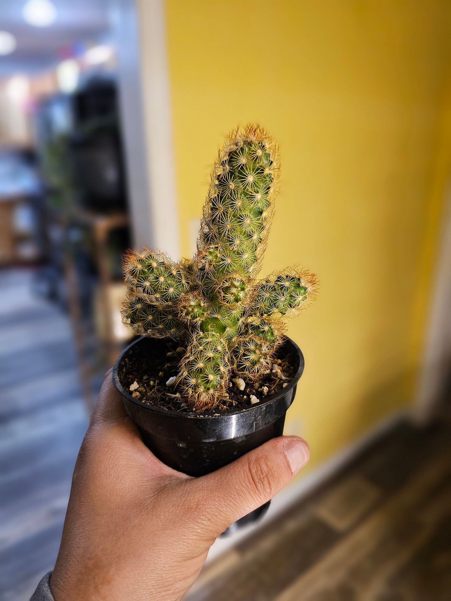 Cactus