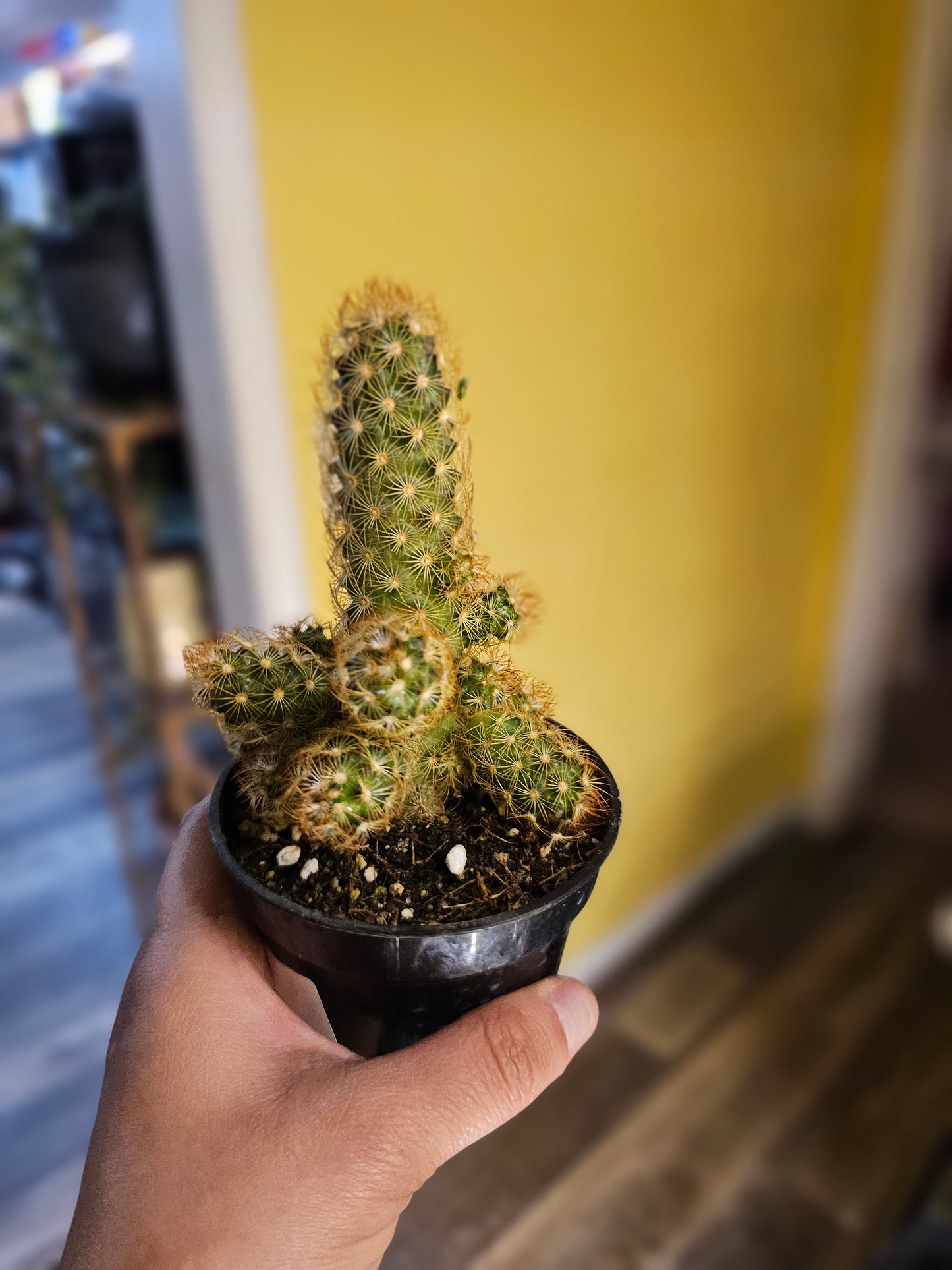 Cactus