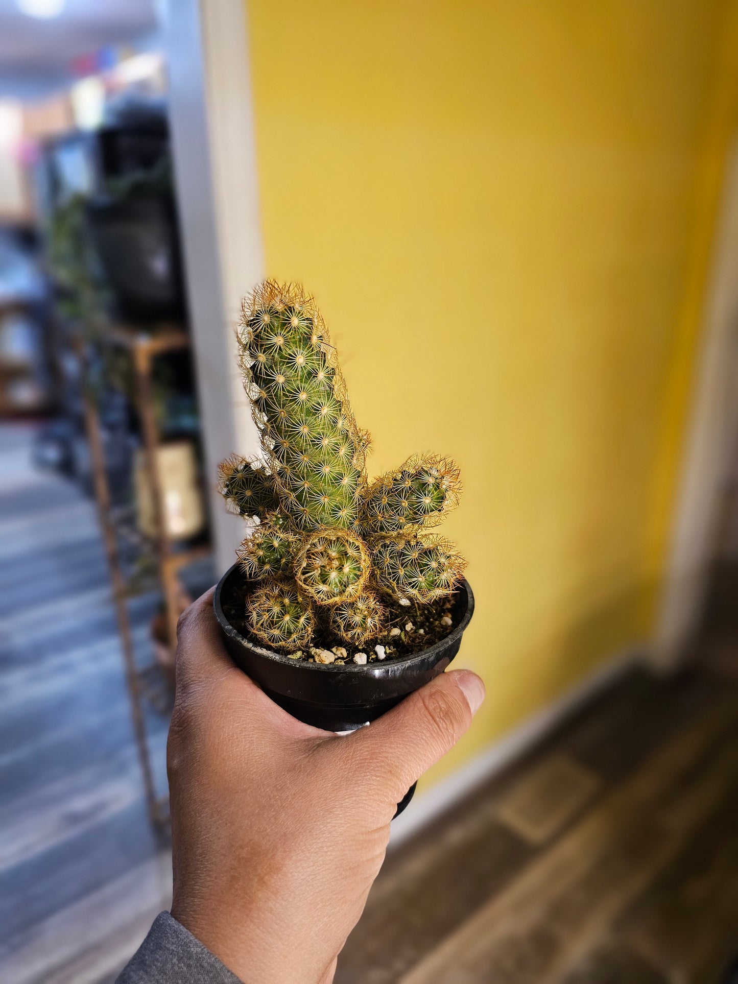 Cactus