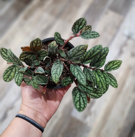 Watermelon Begonia