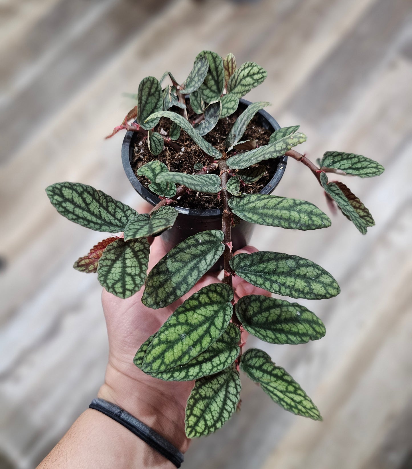 Watermelon Begonia