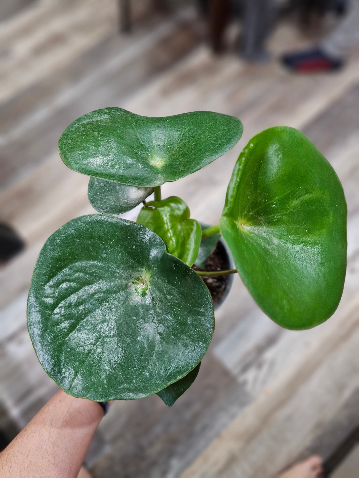 Peperomia 'Raindrop'