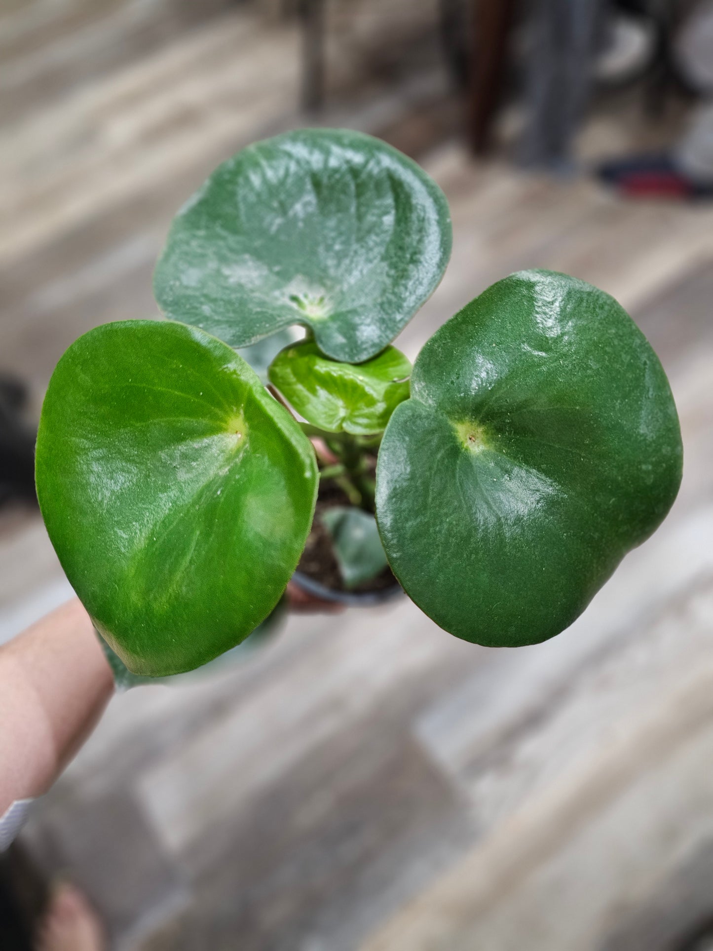 Peperomia 'Raindrop'