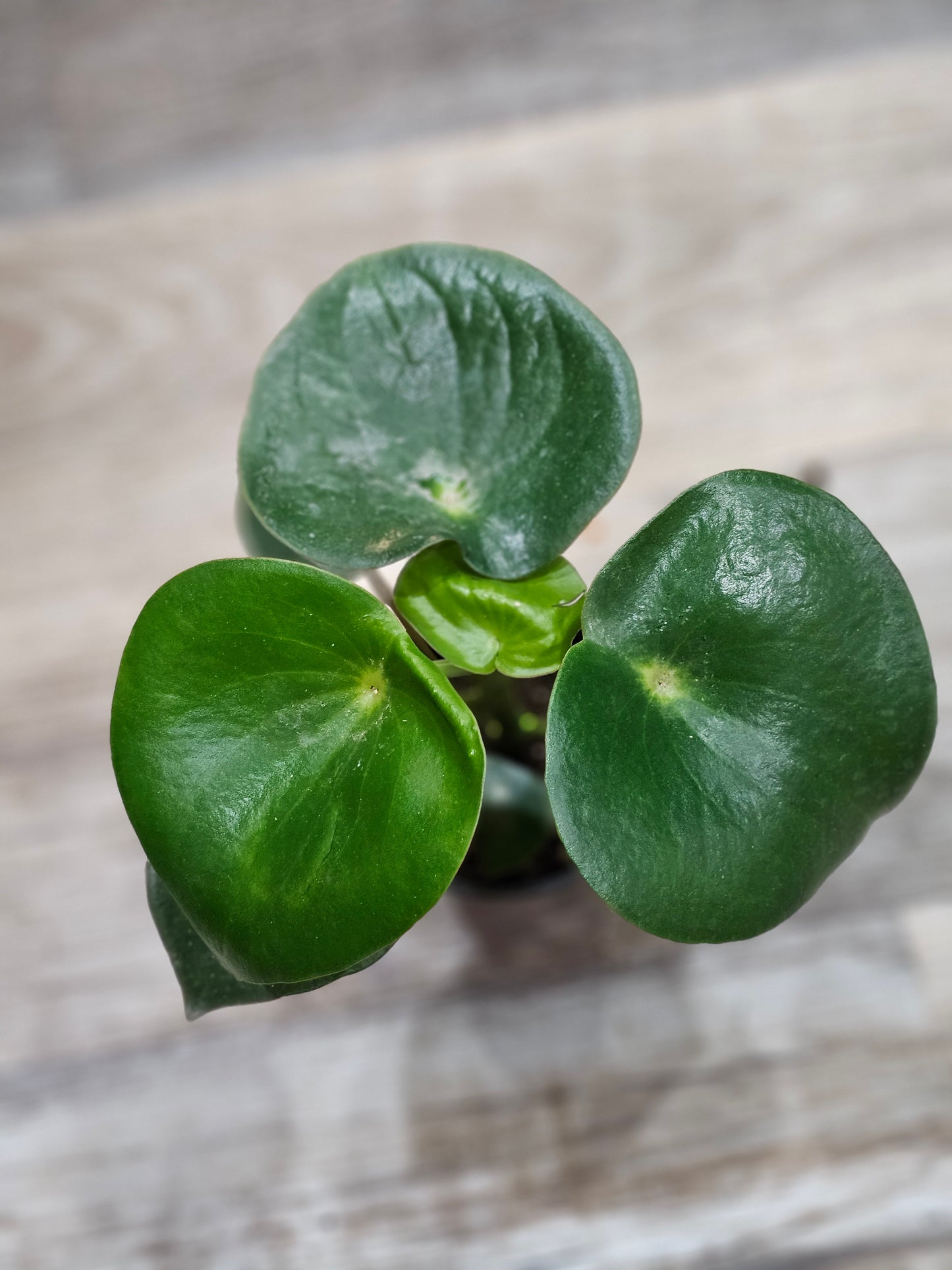 Peperomia 'Raindrop'