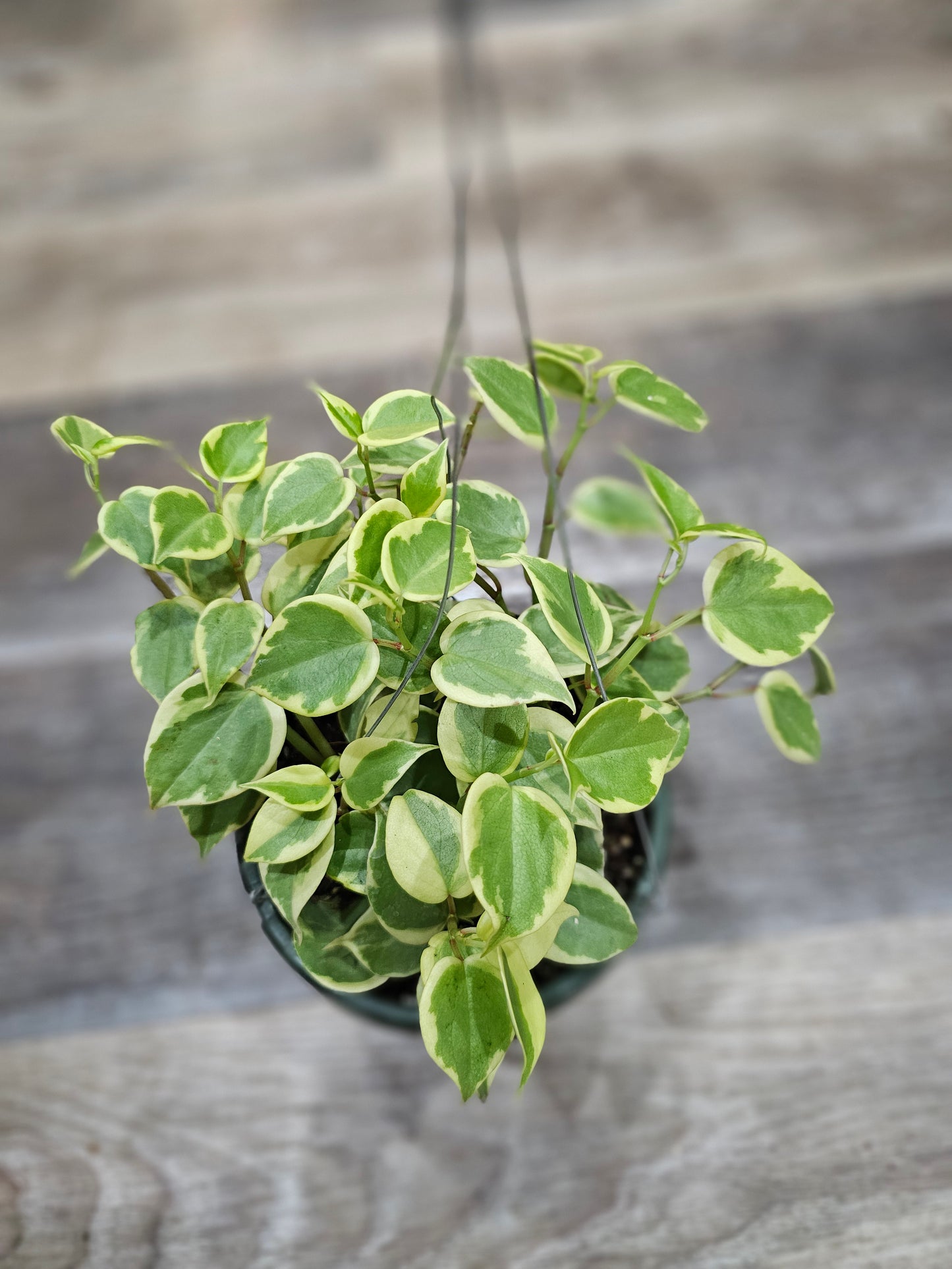 Peperomia 'Variegated Cupid'