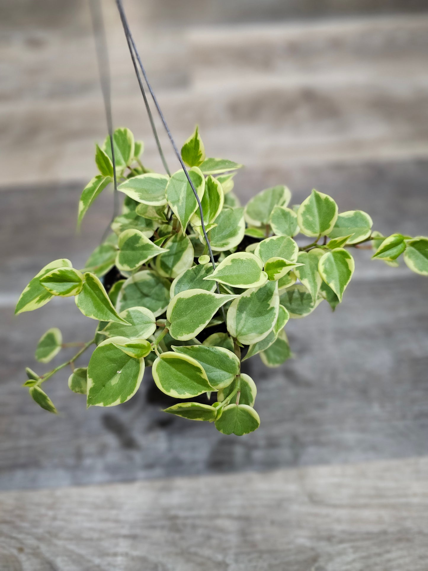 Peperomia 'Variegated Cupid'