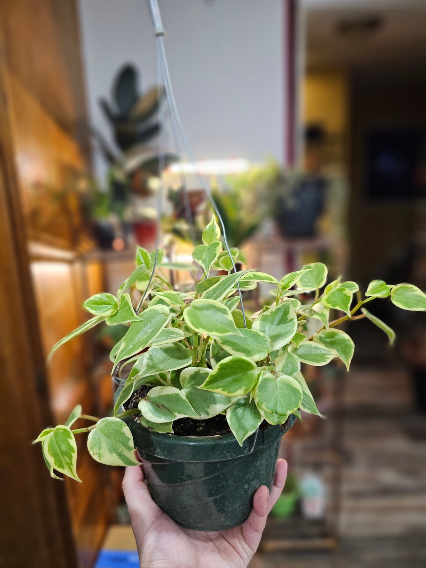 Peperomia 'Variegated Cupid'