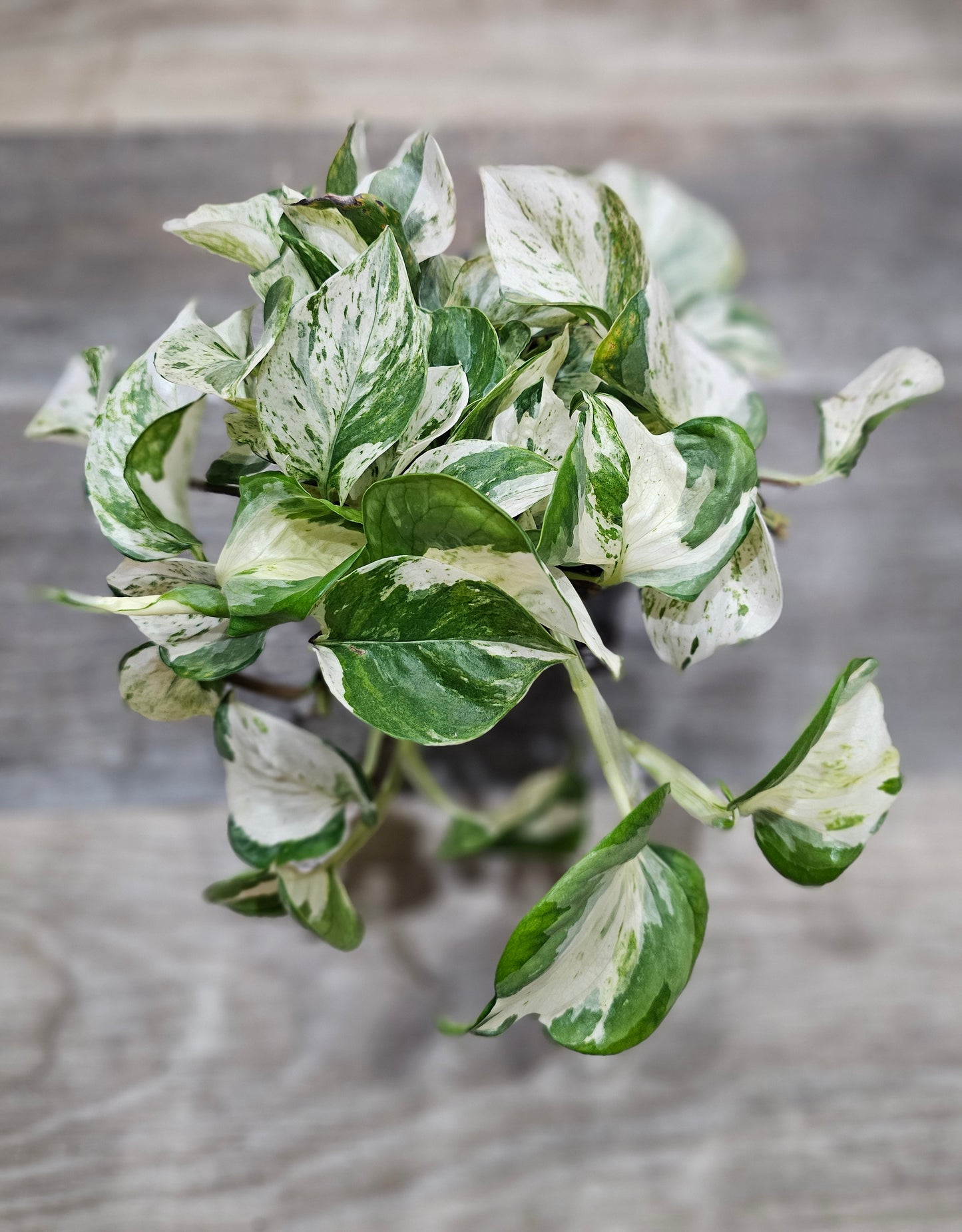 Manjula Pothos